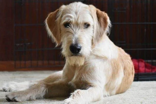 Do English Goldendoodles Shed? What You Need to Know Before Bringing One Home: