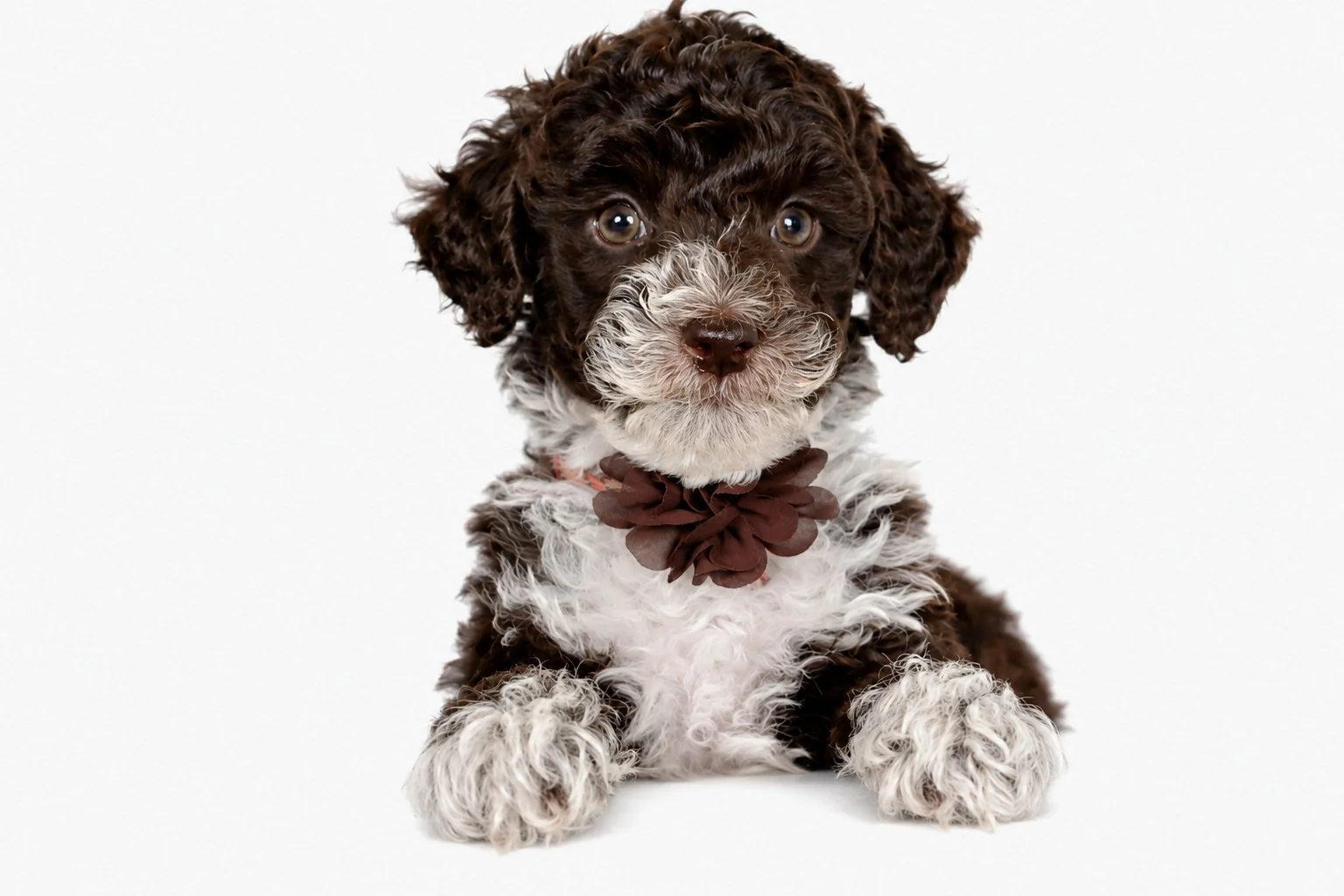 Are English Goldendoodles Good Family Dogs?