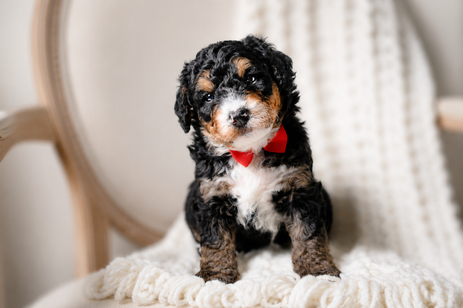 Are Bernedoodles Good Family Dogs? Temperament &amp; Family Guide