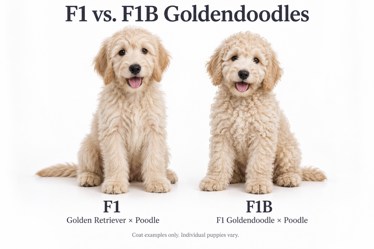 What are the differences between F1 and F1B Goldendoodles?