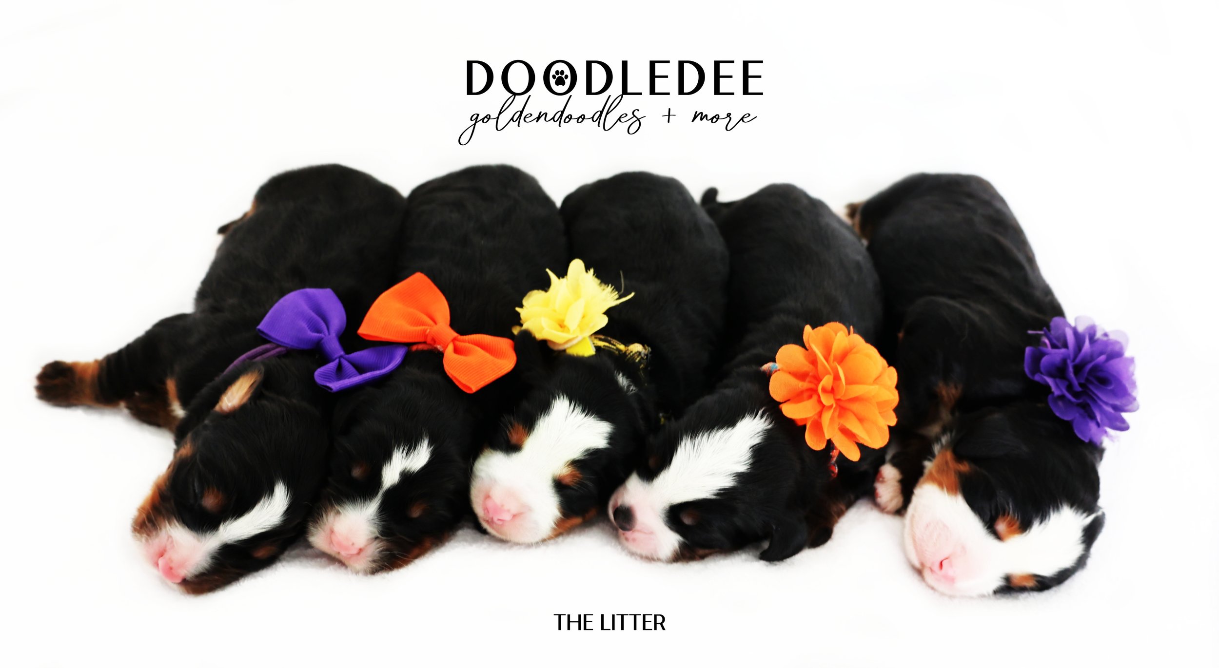 Mini Bernedoodle | Medium Bernedoodle | Standard Bernedoodle