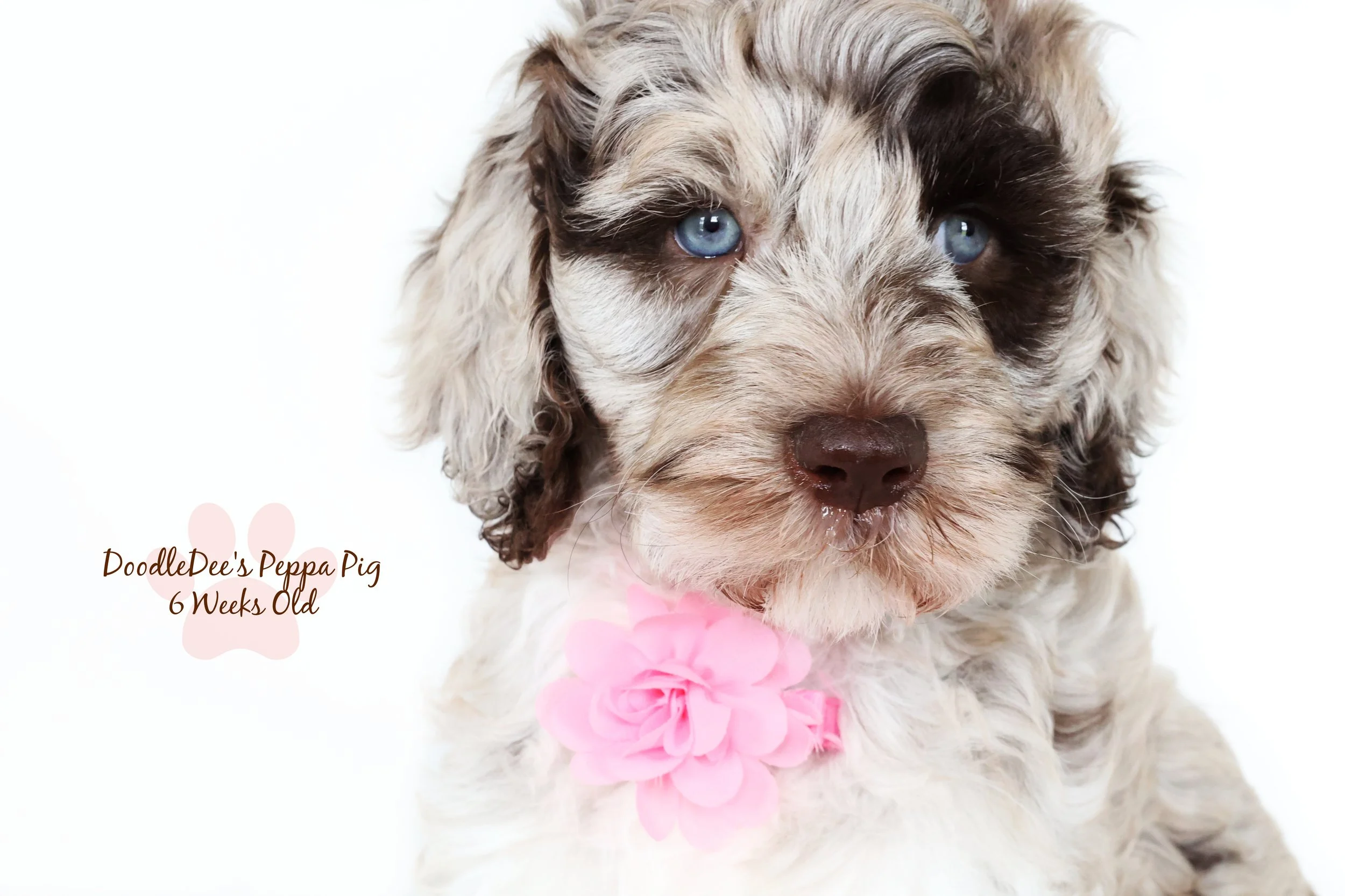 Chocolate Merle English Goldendoodle