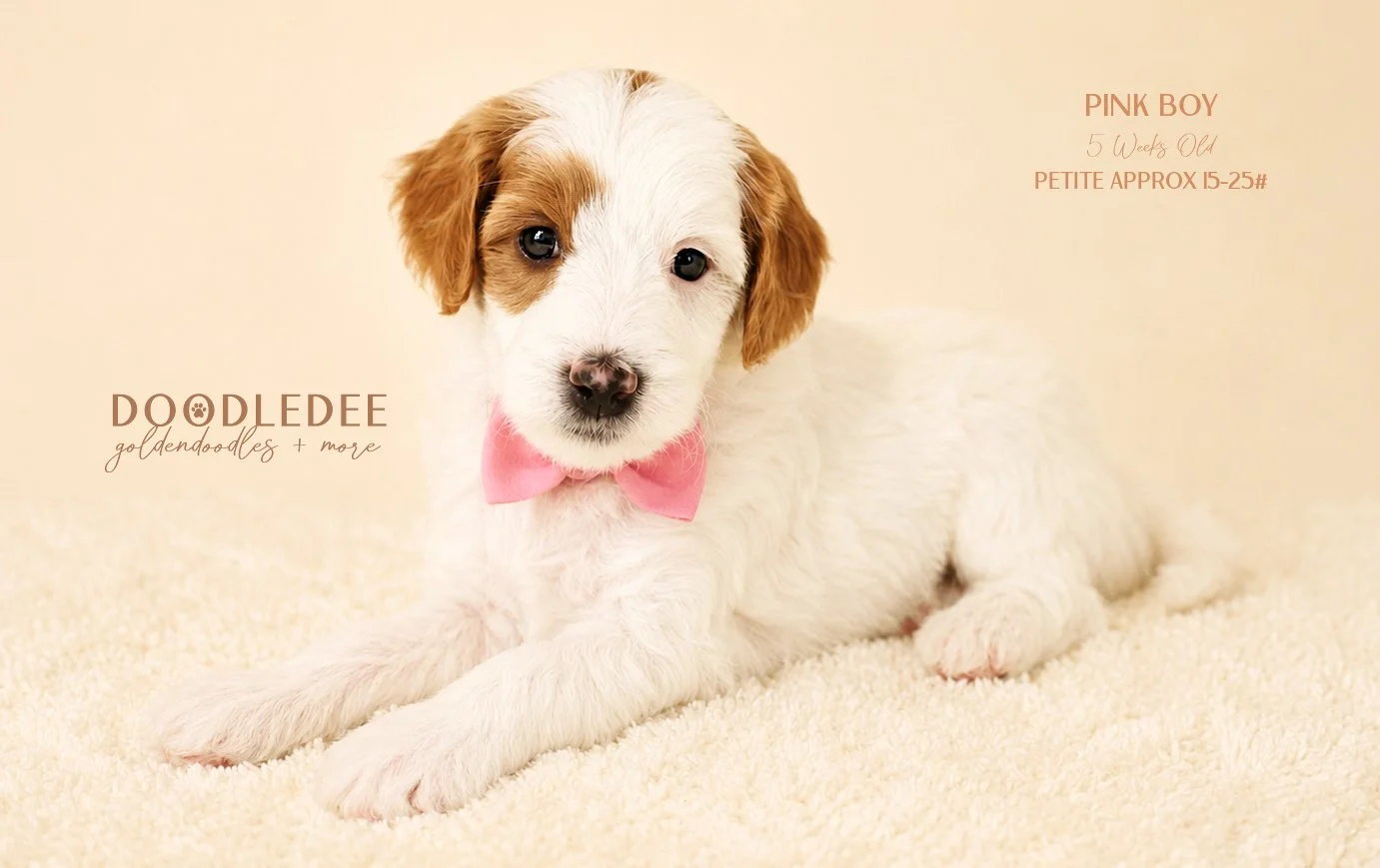 Petite English Goldendoodle AVAILABLE $3,500