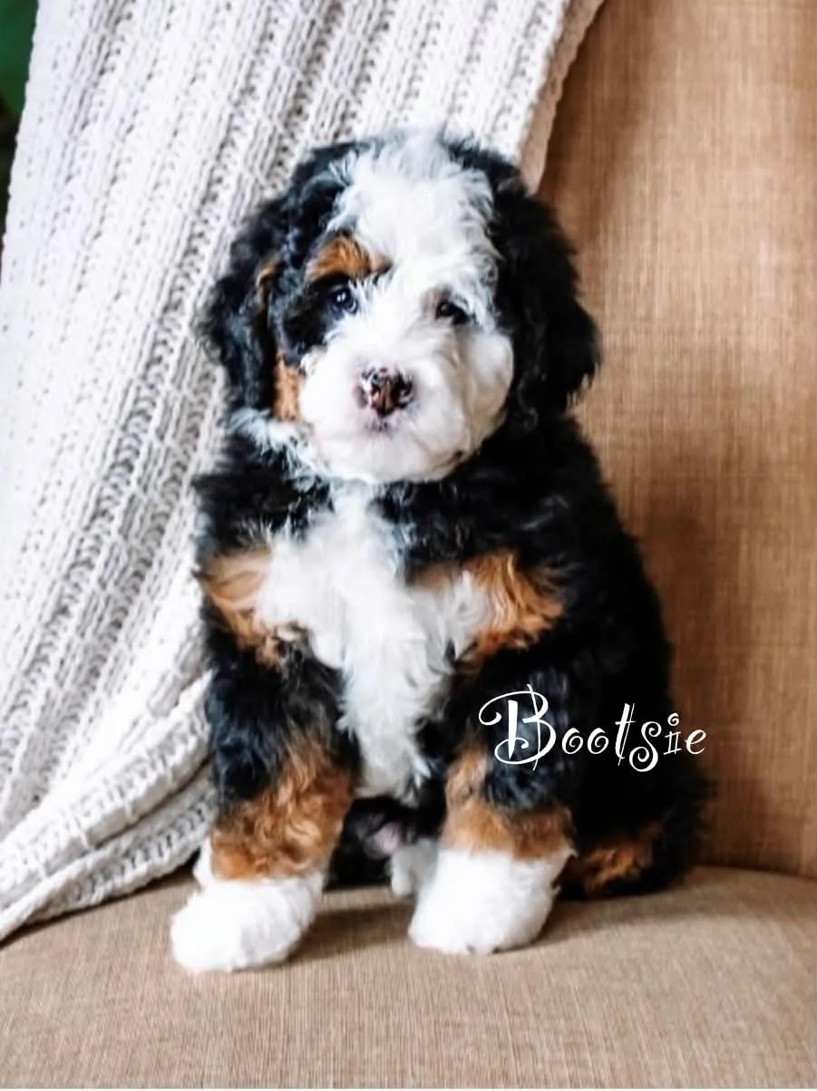Mini Bernedoodle