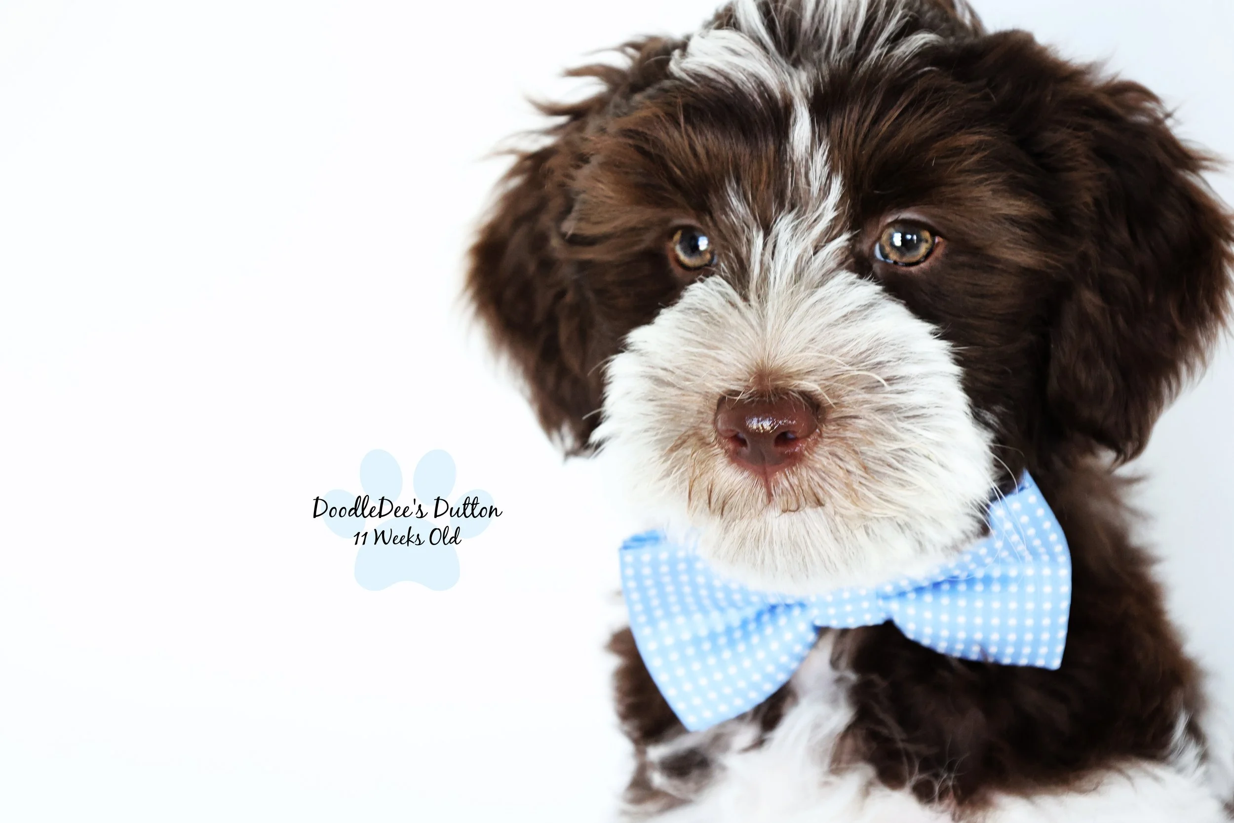 Chocolate Roan English Goldendoodle Stud
