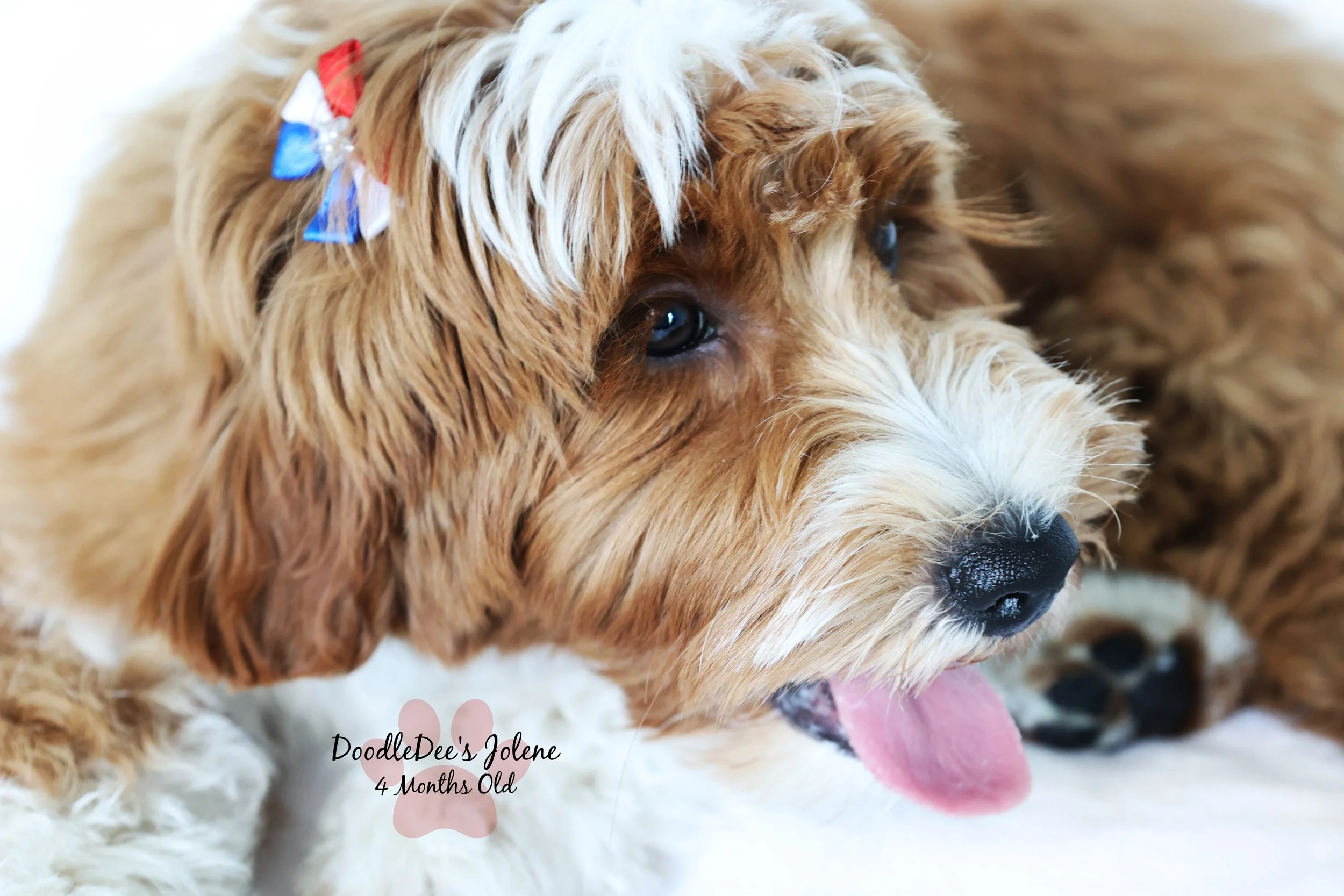 Petite English Goldendoodle 4 Months 15 Lbs