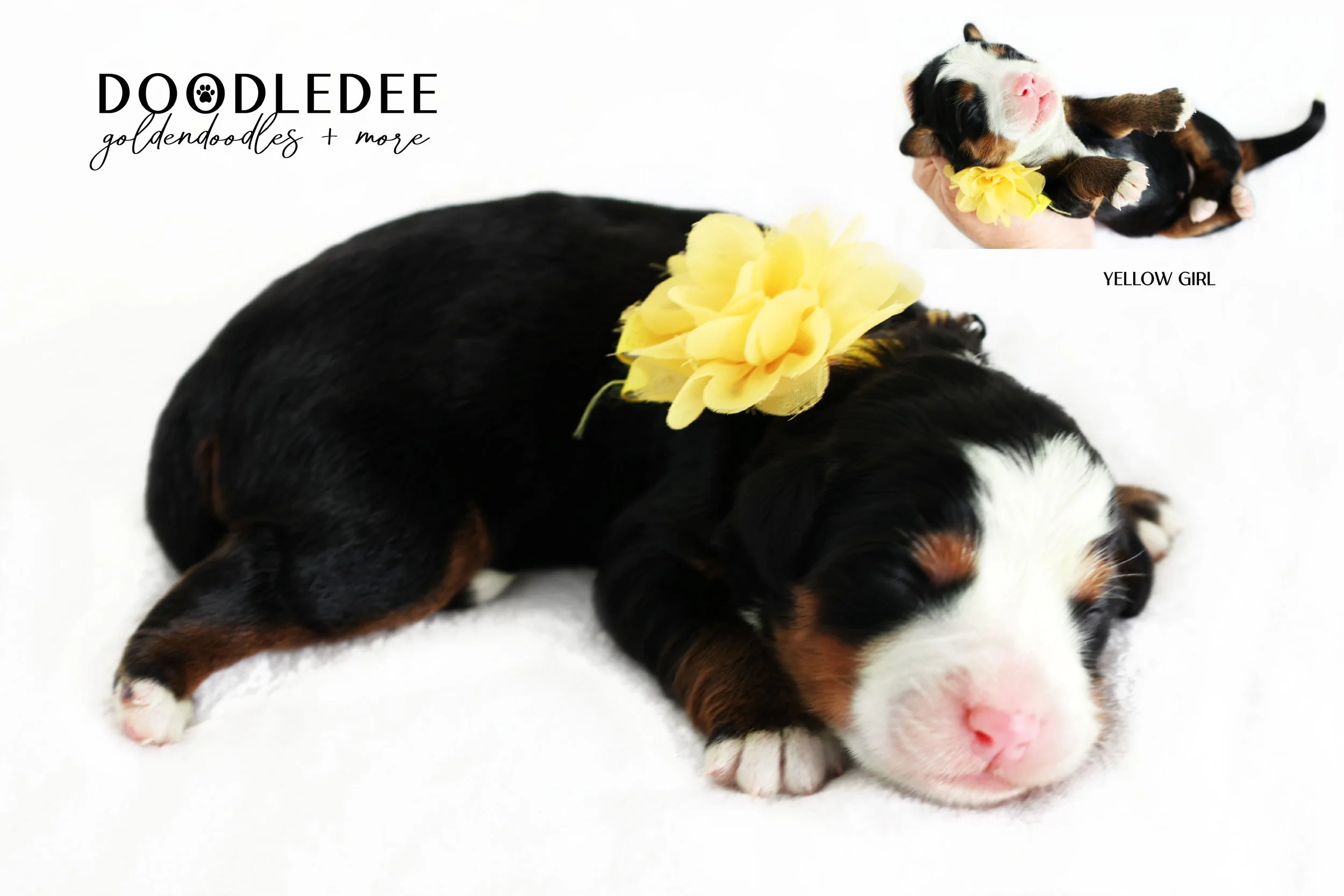 Mini Bernedoodle | Medium Bernedoodle | Standard Bernedoodle
