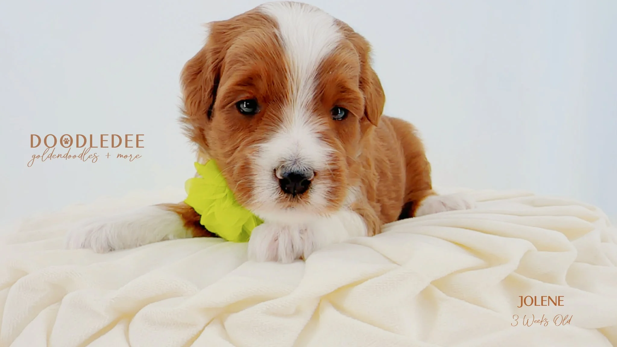 Petite English Goldendoodle