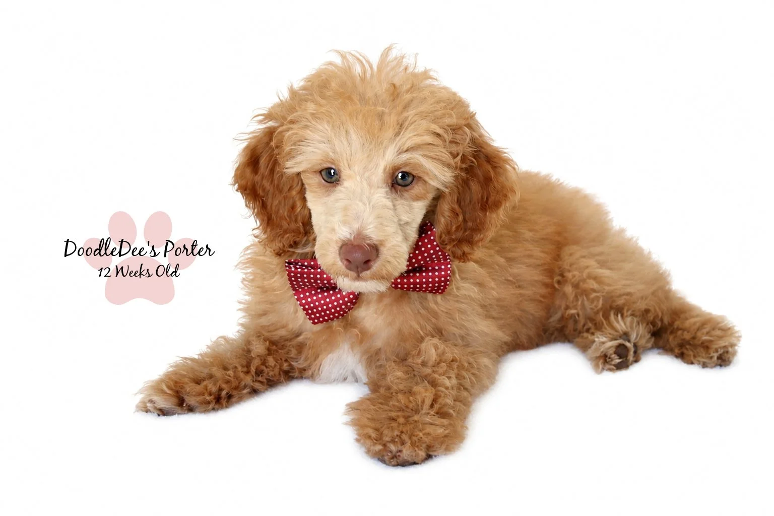 Mini Poodle Stud