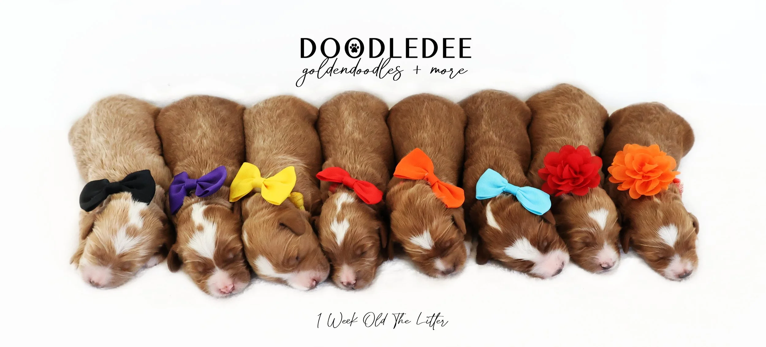 Mini English Goldendoodle Puppies