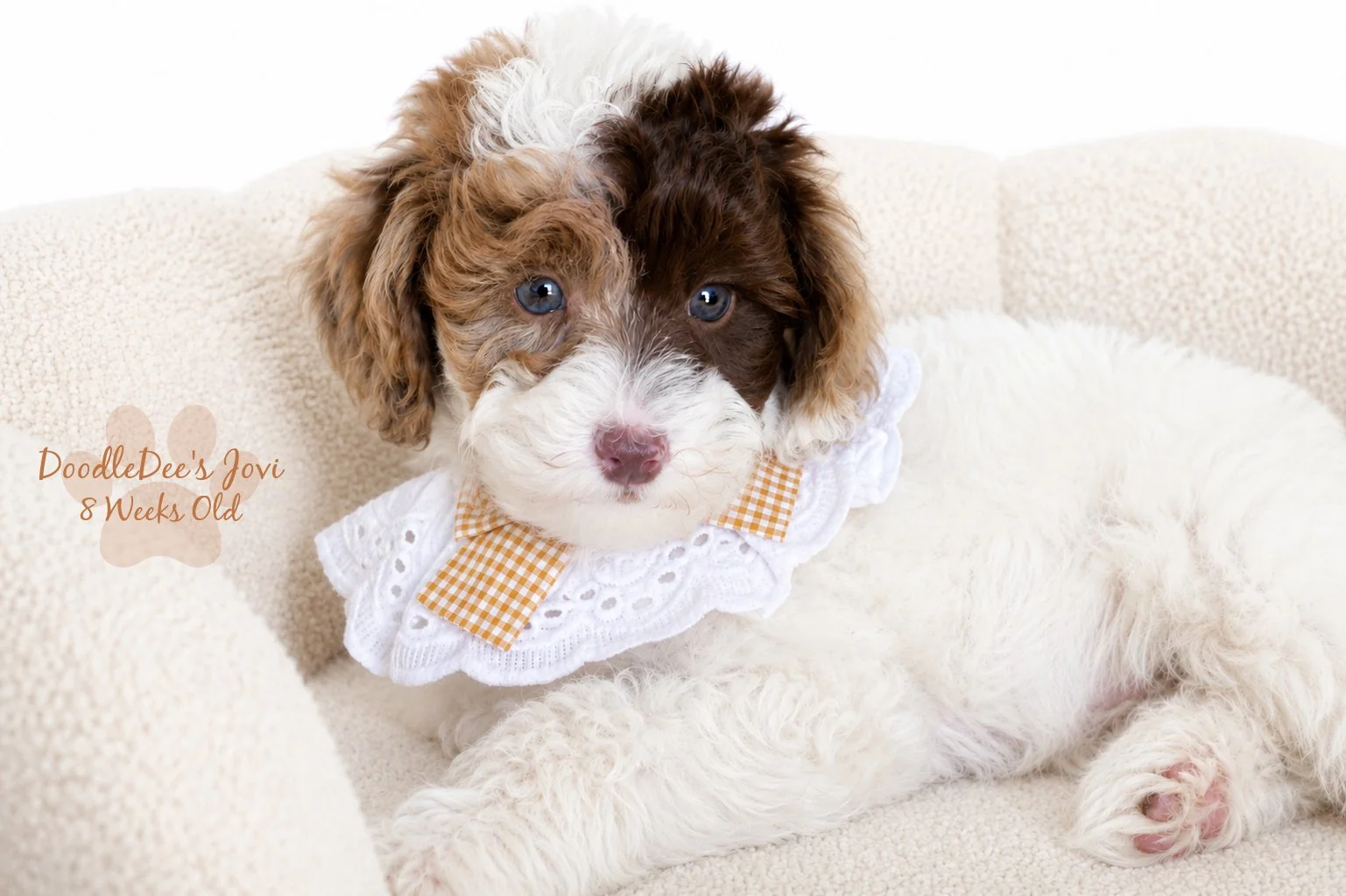 Micro Mini English Goldendoodle Female AVAILABLE $4,000.