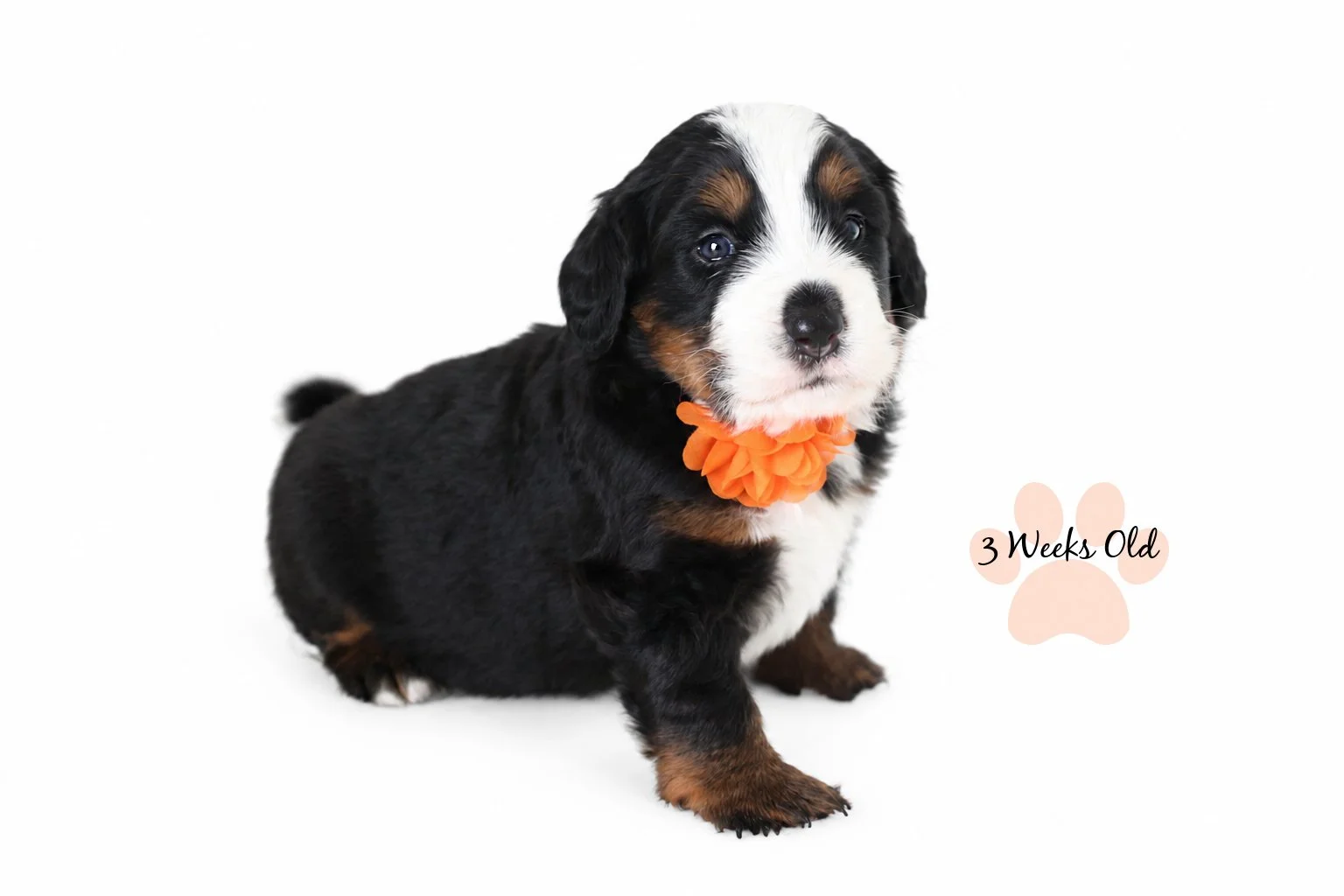 Medium Ultra Bernedoodle | Standard Ultra Bernedoodle 