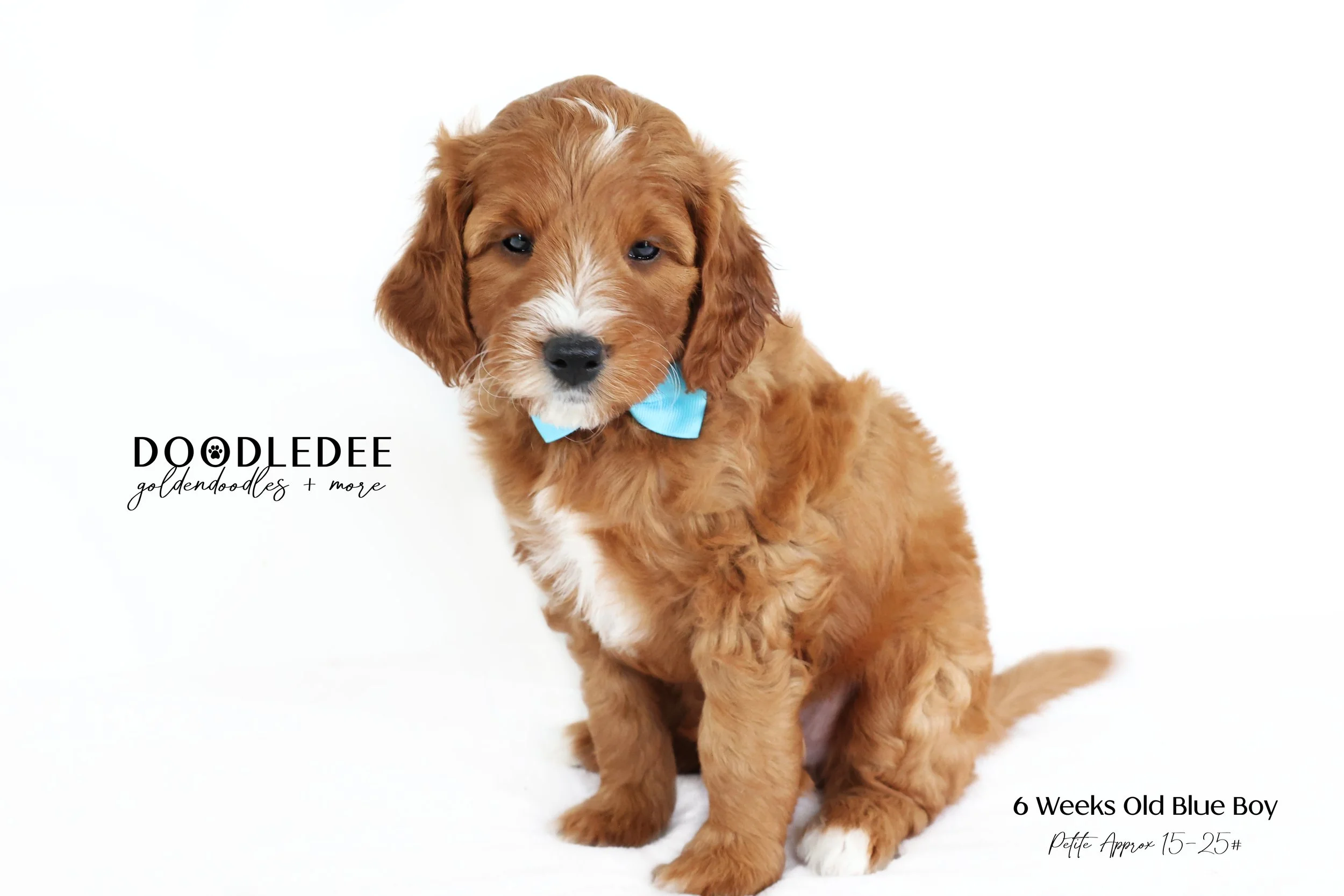 Petite English Goldendoodle $3,000