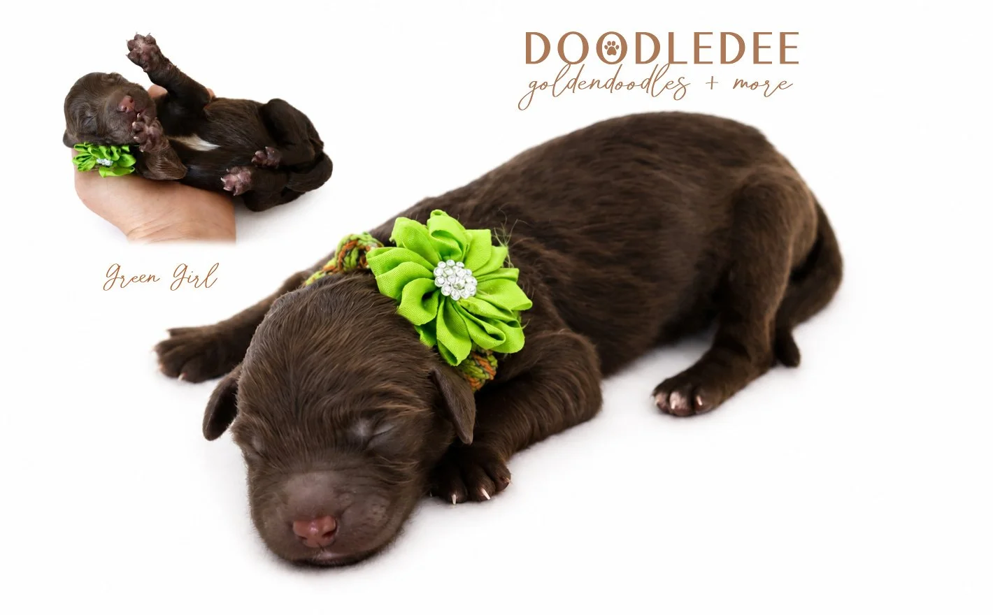 Medium English Goldendoodles, Standard English Goldendoodles