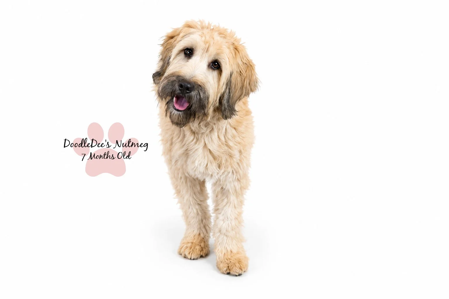 Petite Sable English Goldendoodle 23#