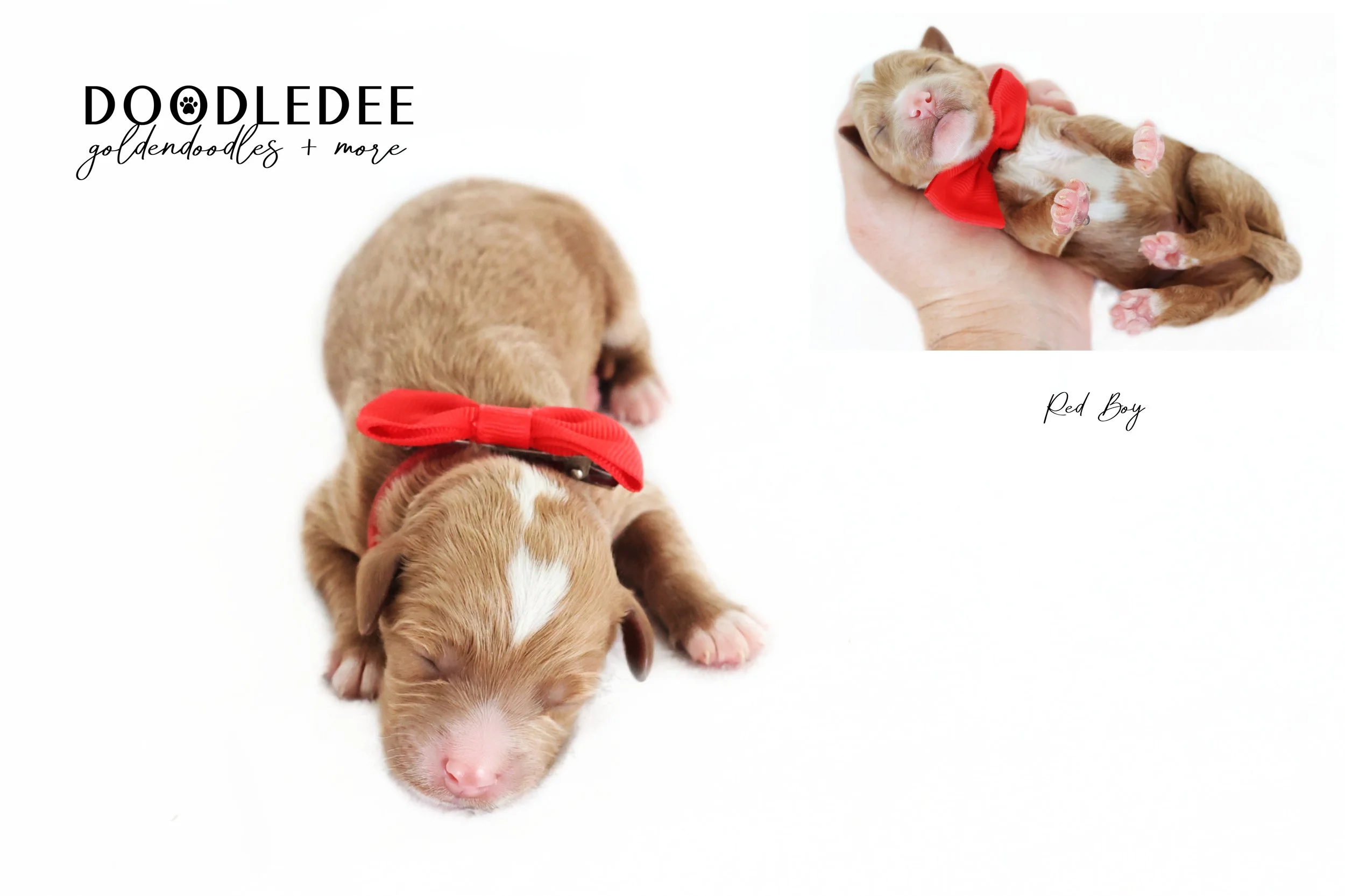 Mini English Goldendoodle