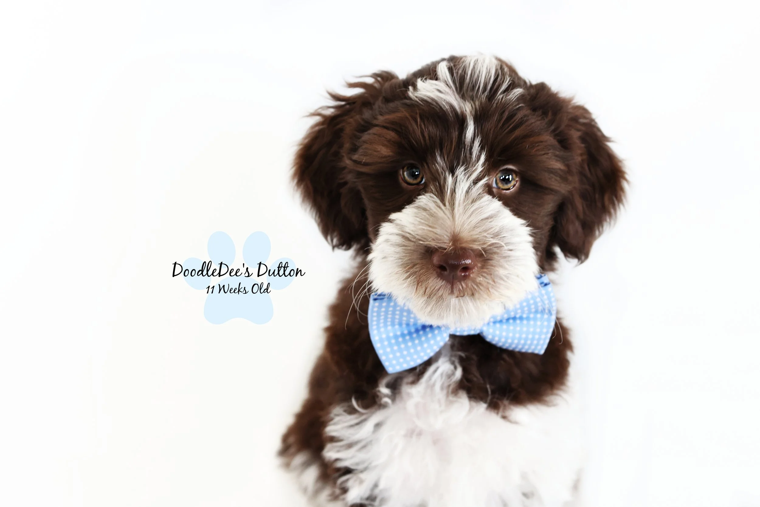 Chocolate Roan English Goldendoodle Stud