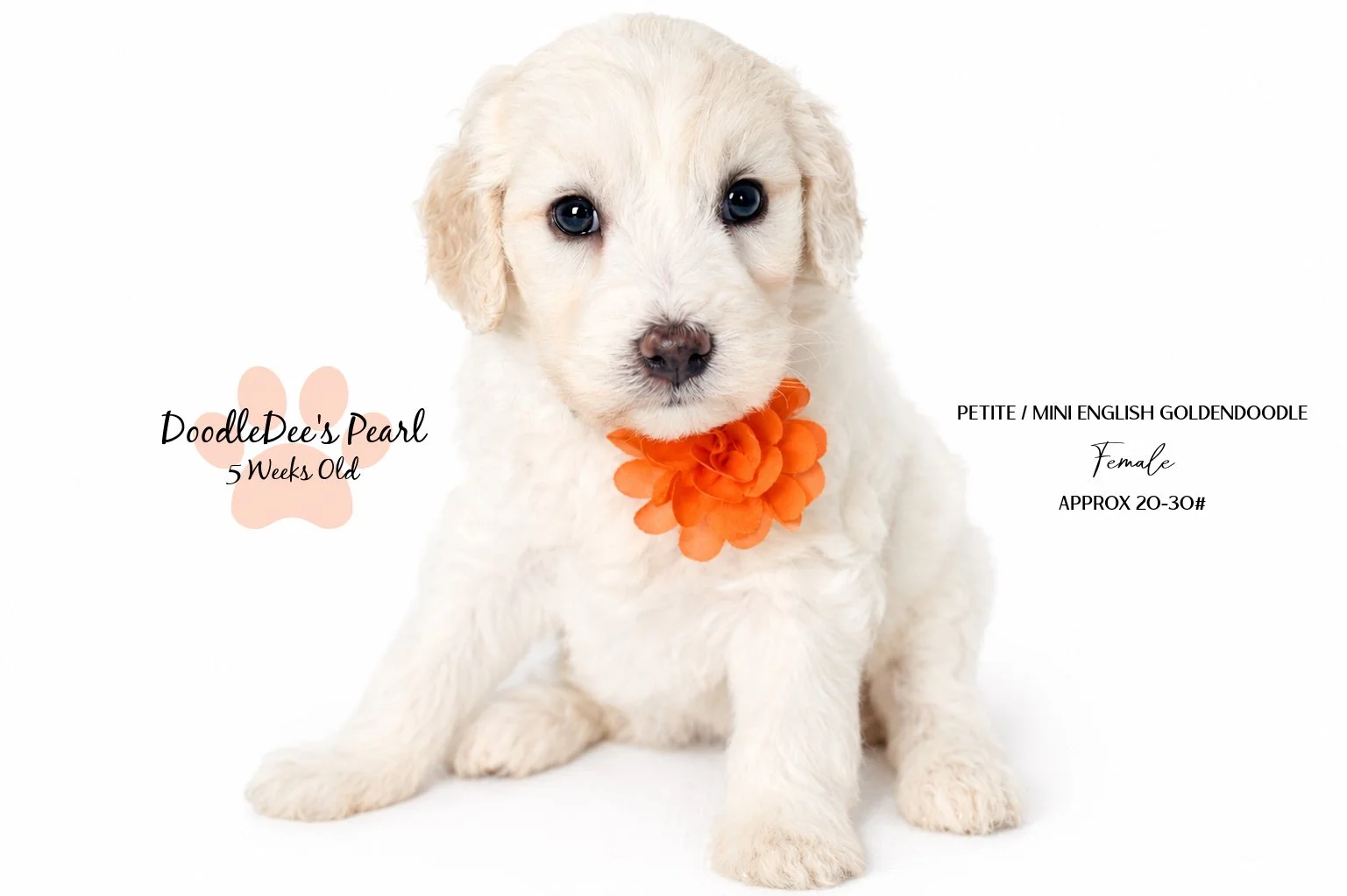 Petite English Cream Goldendoodle