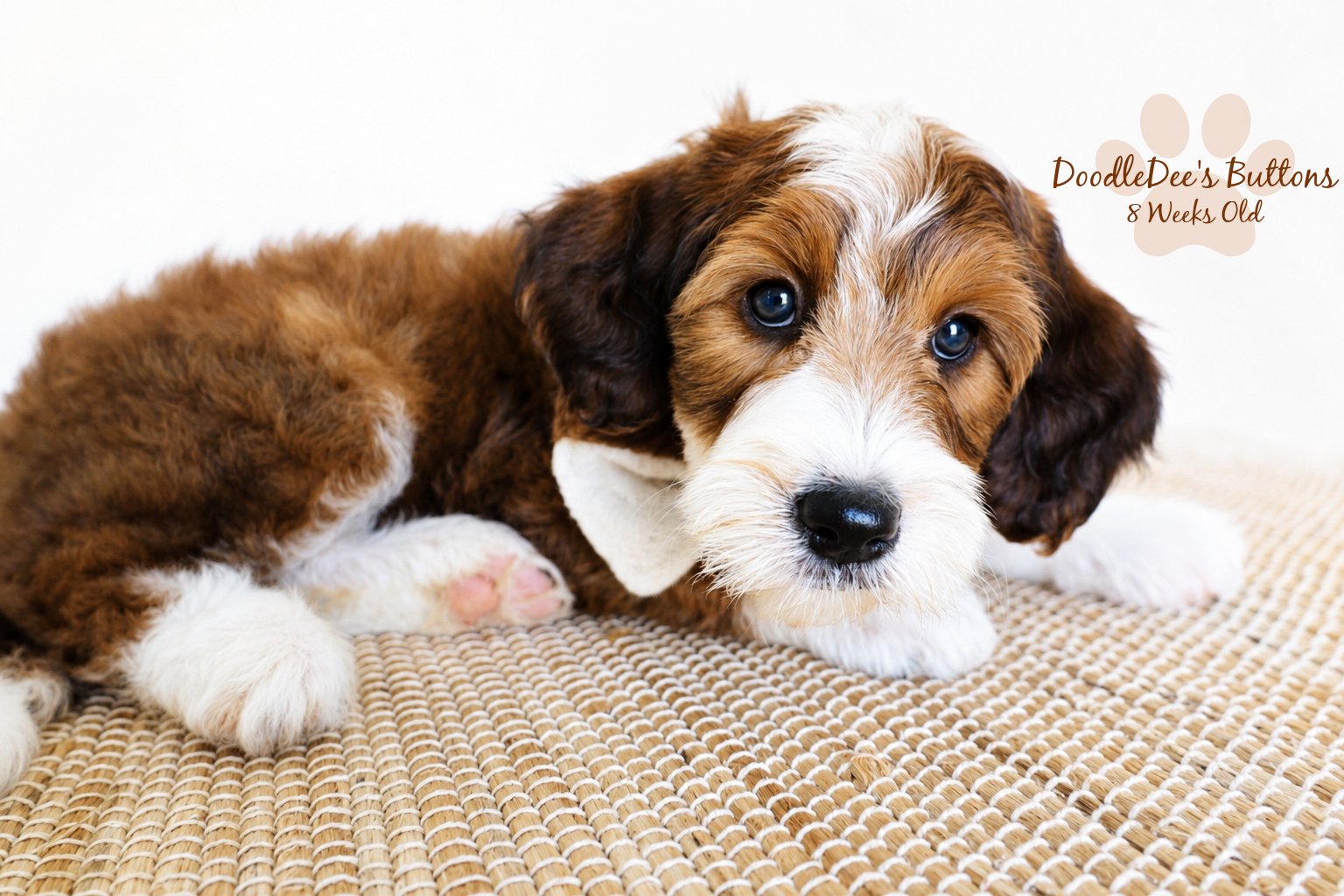 Sable Bernedoodle- Buttons 8 Weeks Old