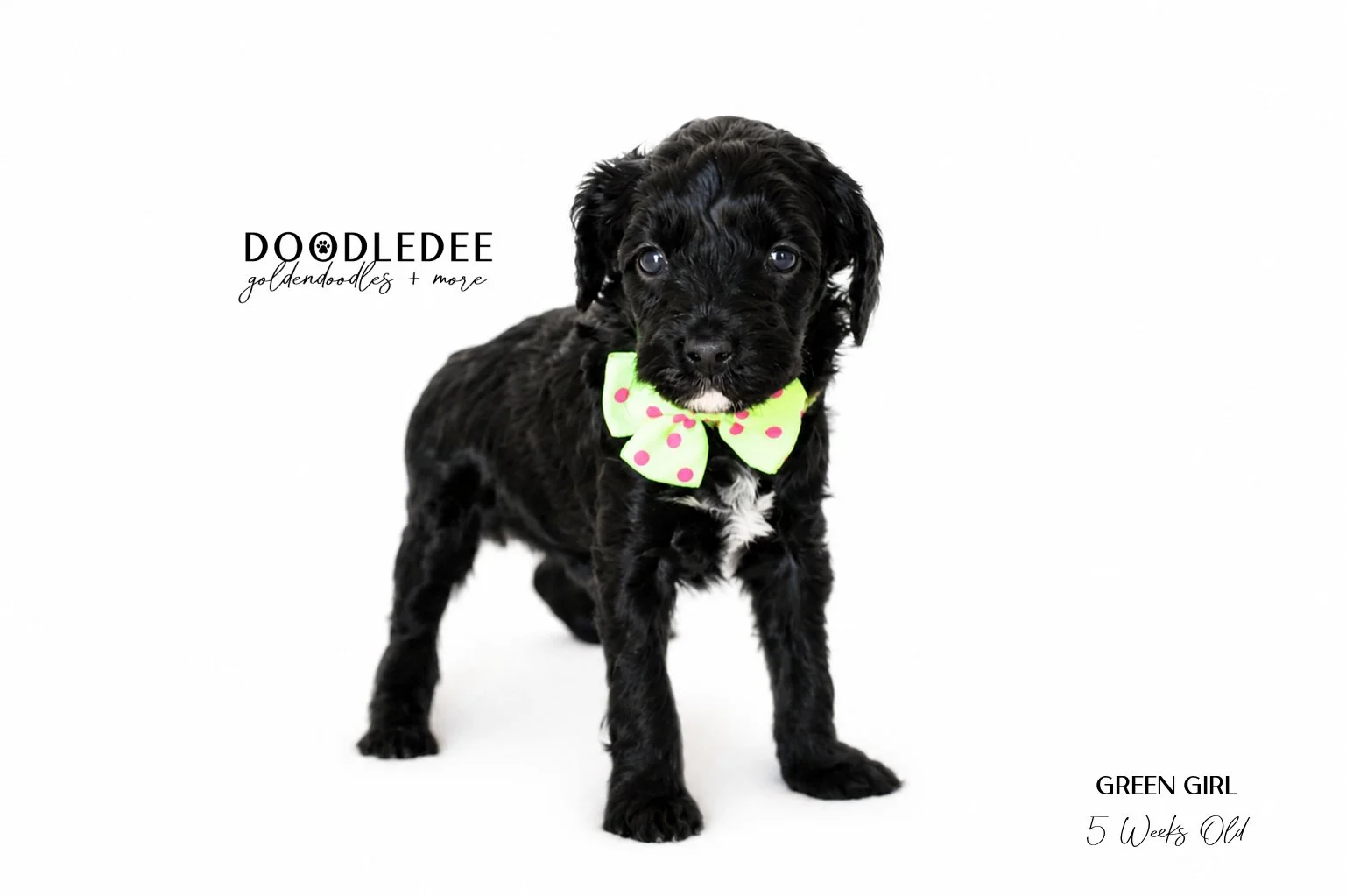 Micro Mini English Goldendoodles SOLD