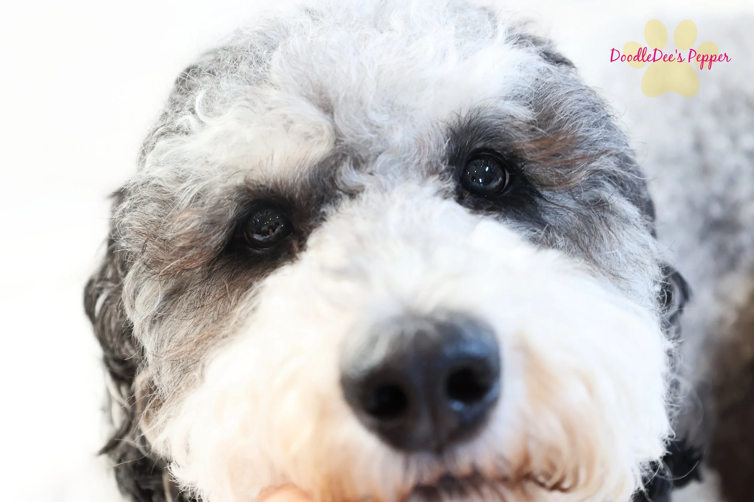 Pepper- Mini Bernedoodle