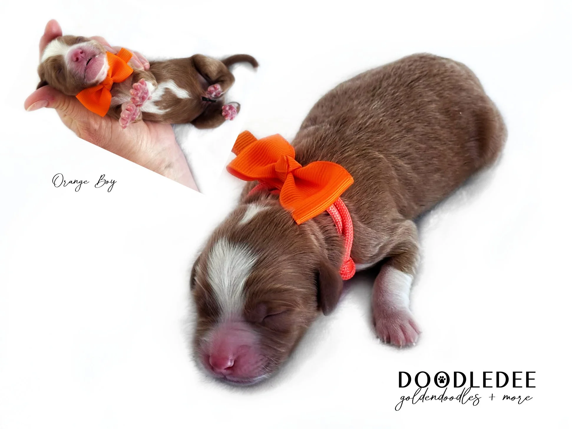 English Goldendoodle Puppies