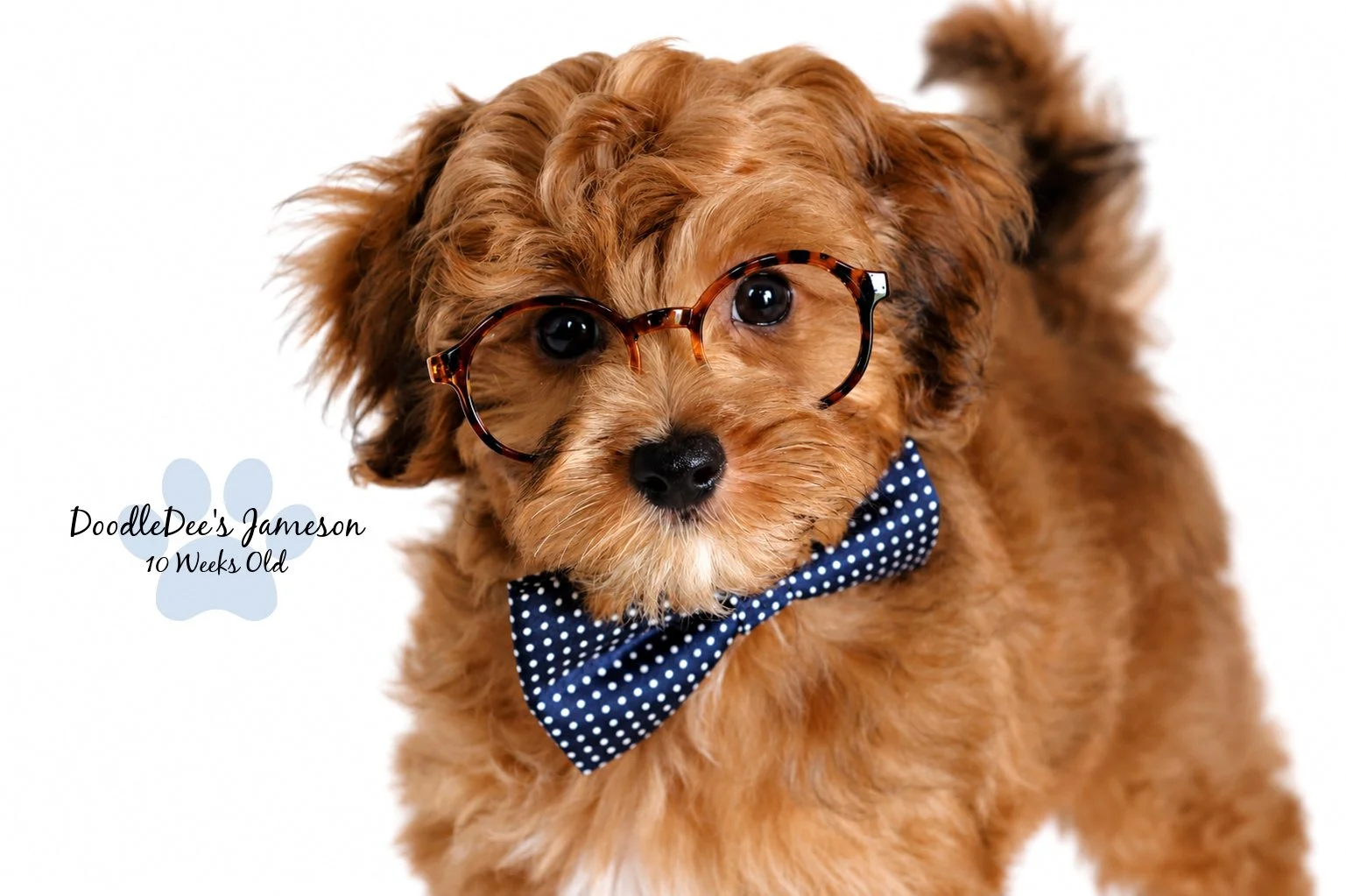 Micro Mini Sable English Goldendoodle