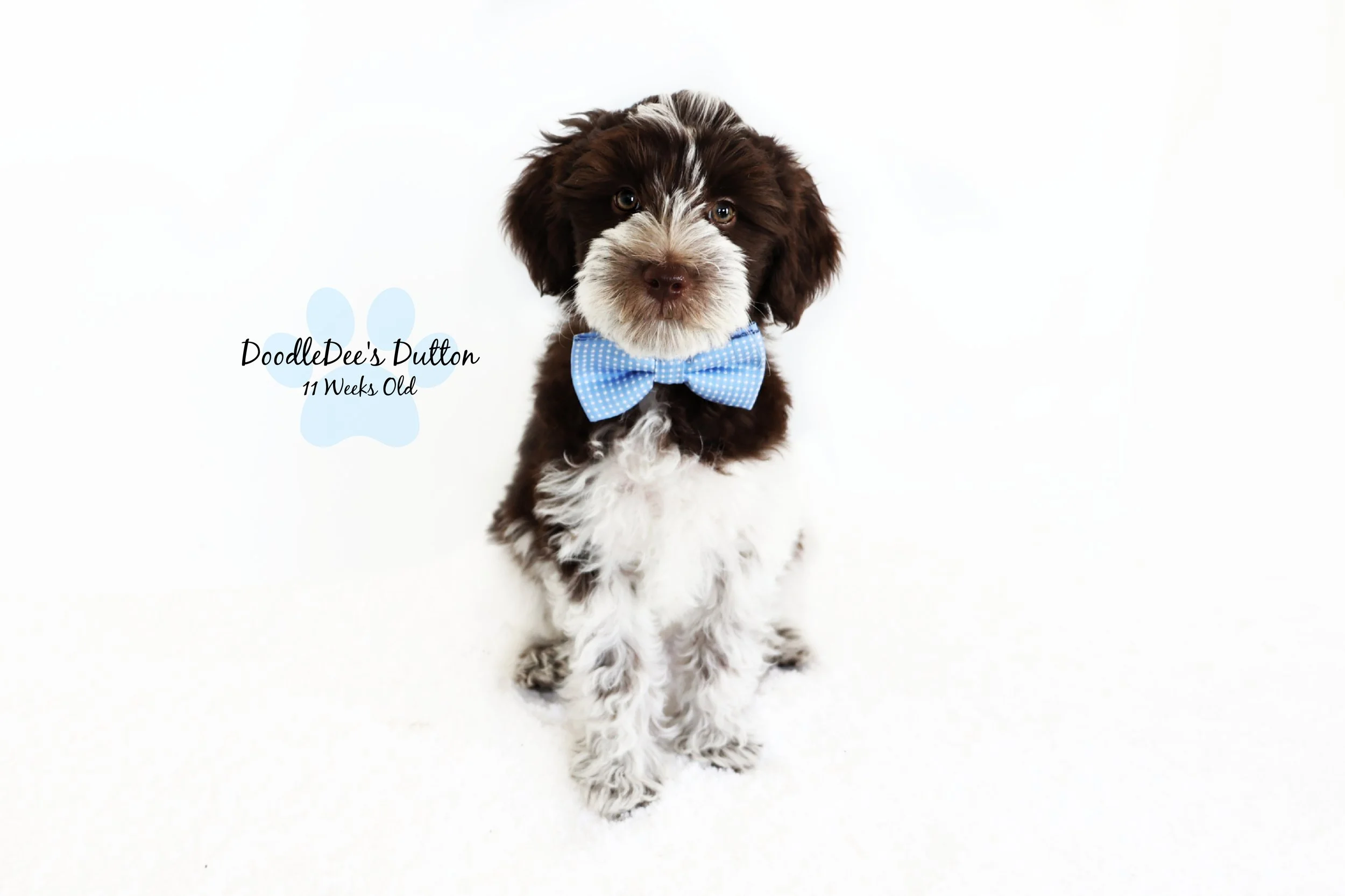 Chocolate Roan English Goldendoodle Stud