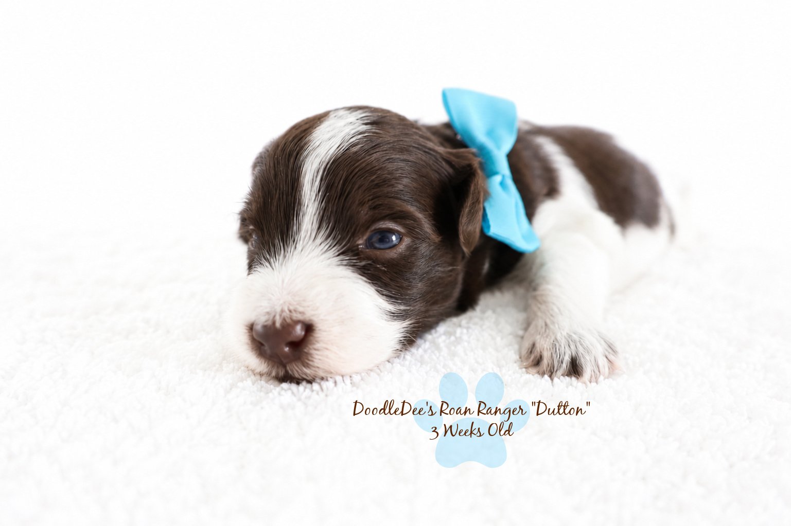 Chocolate Roan English Goldendoodle