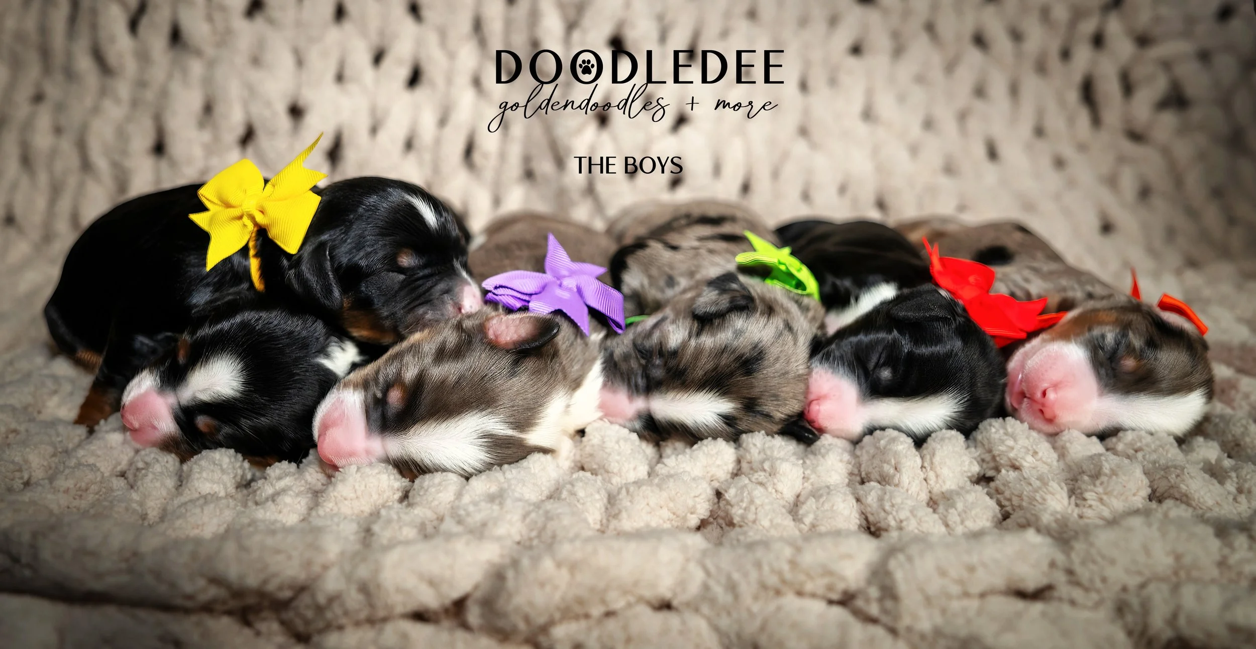 Merle Bernedoodle puppies