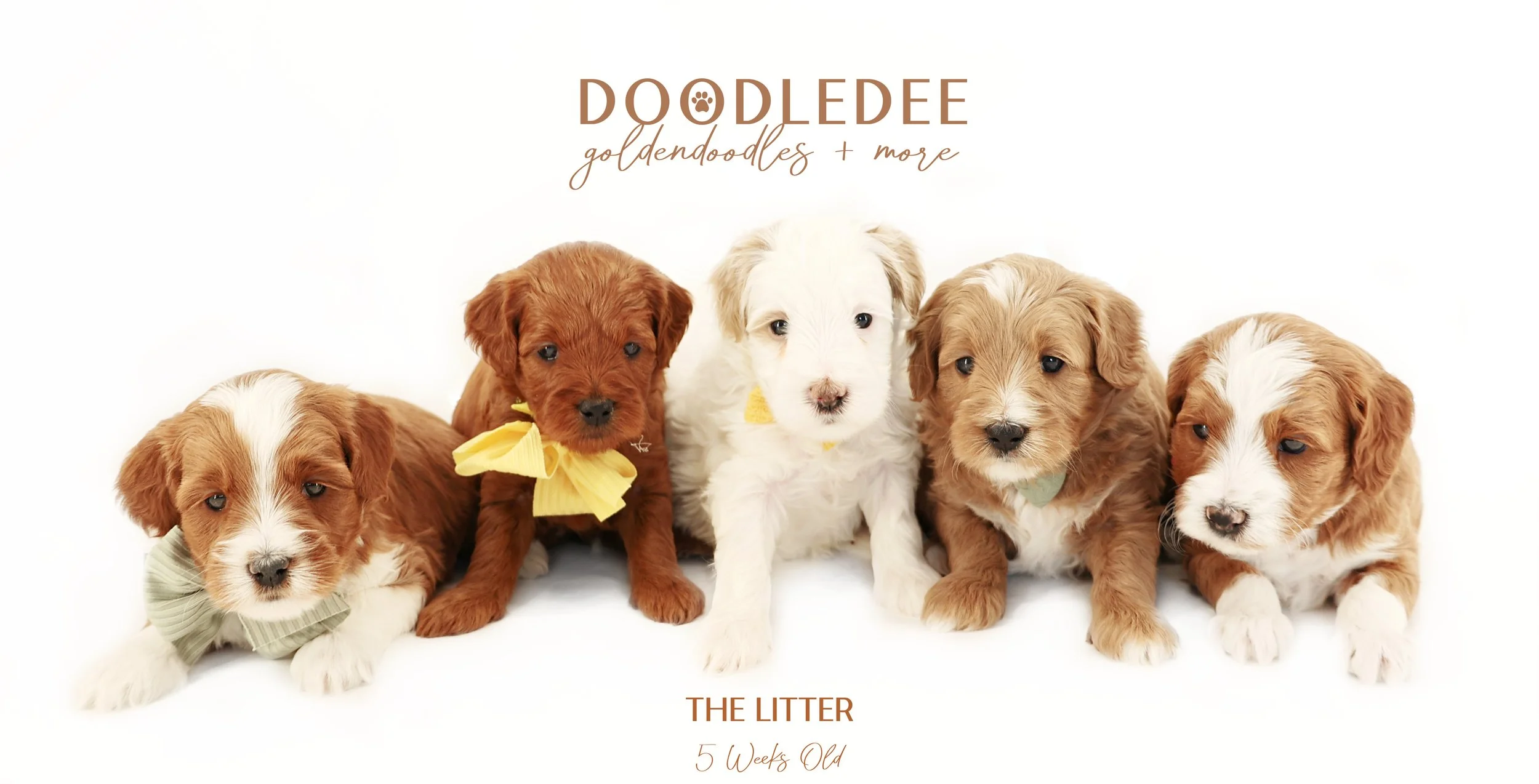 PAST Julep & Duffy Litter