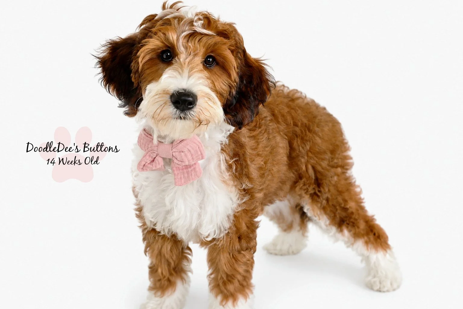 Sable Bernedoodle- Buttons 14 Weeks Old 
15 Lbs