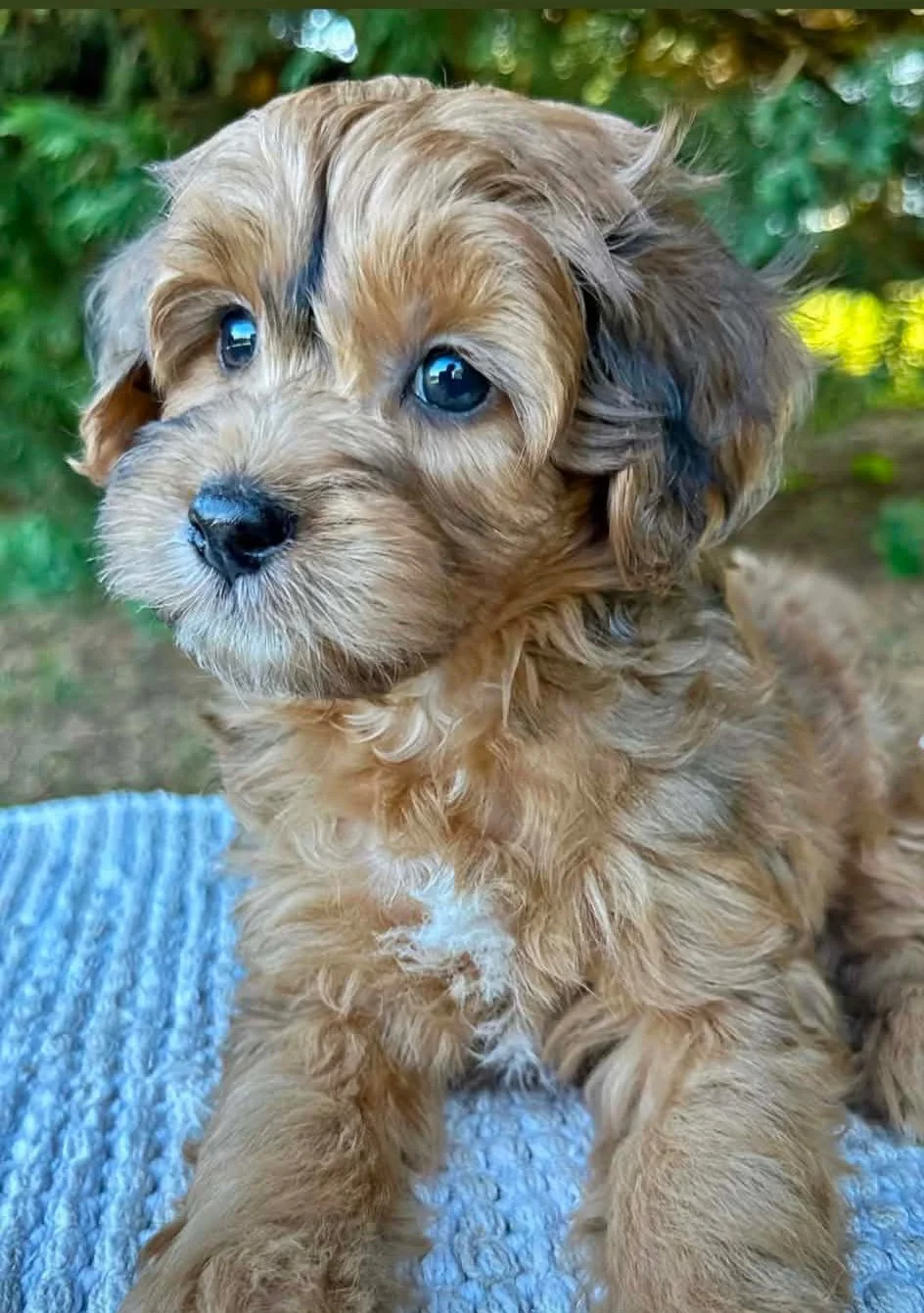 Micro Mini Sable English Goldendoodle