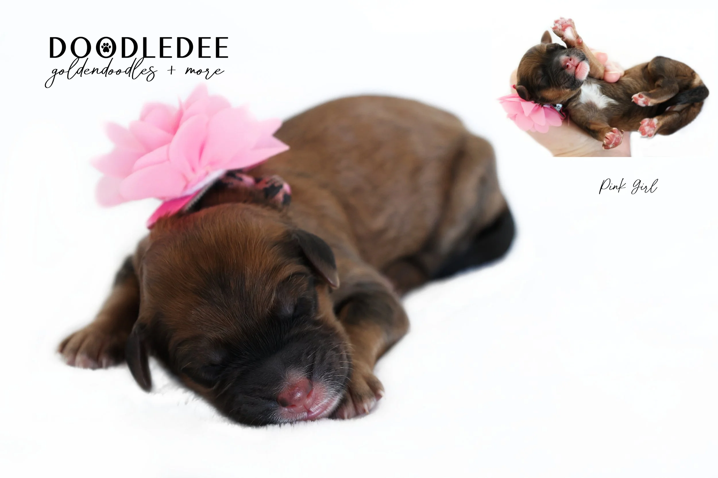 Mini English Goldendoodles