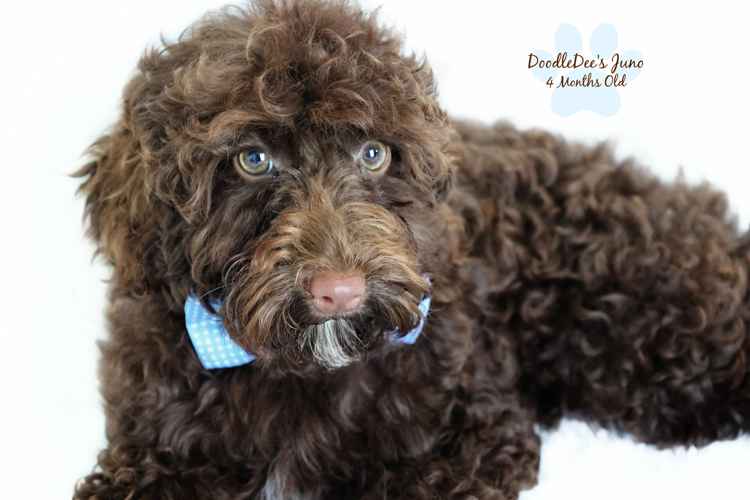 Micro Mini English Goldendoodle - 6 Lbs