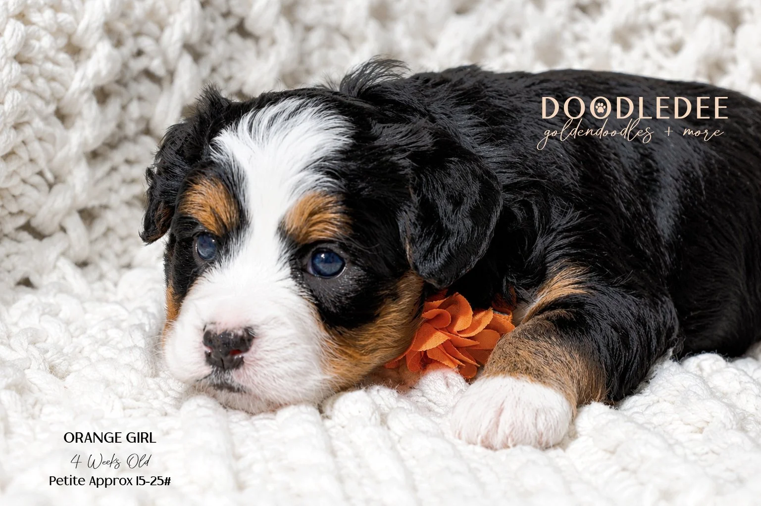 Petite Bernedoodle SOLD