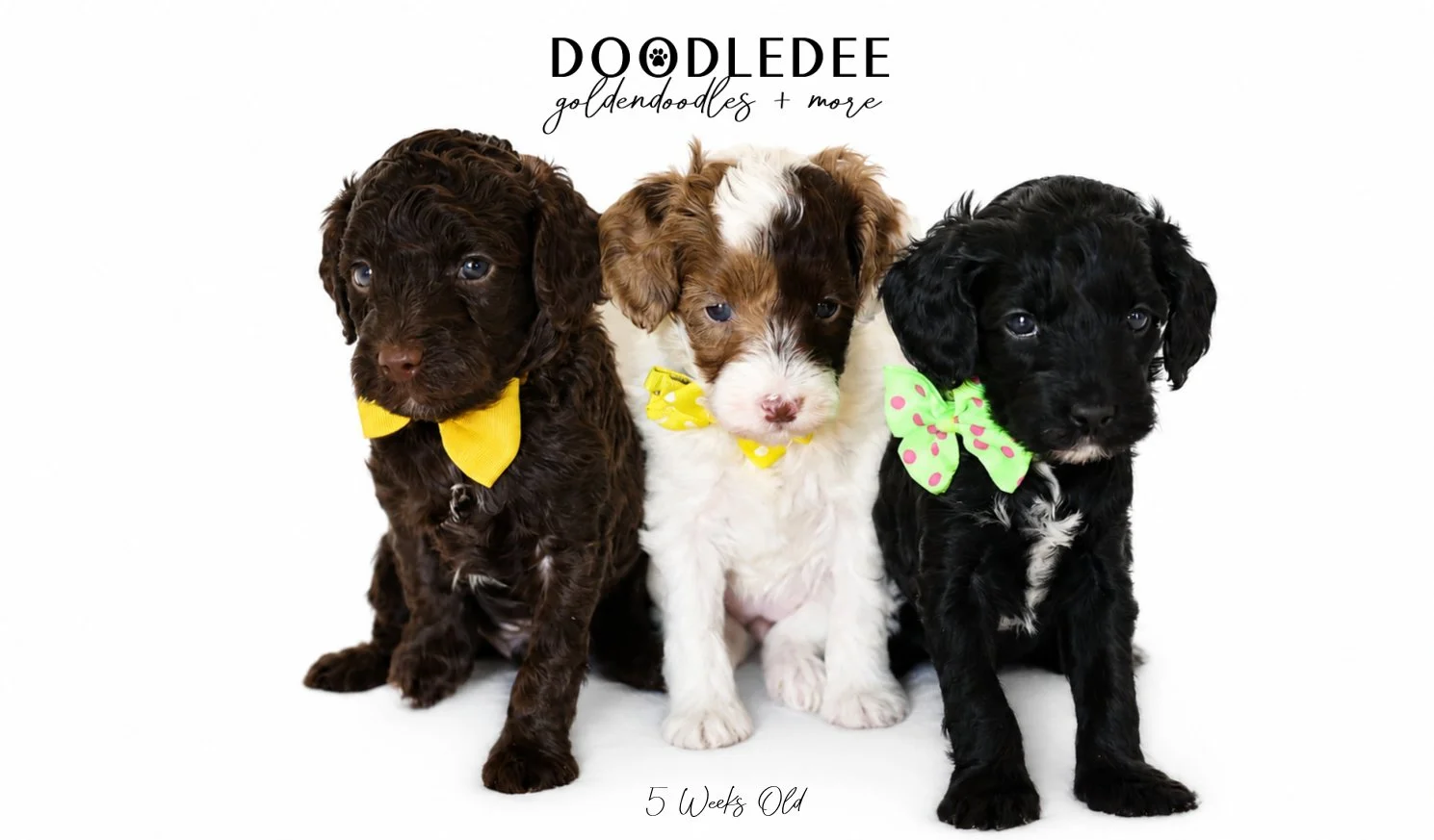 Micro Mini English Goldendoodles BREEDER HOLD