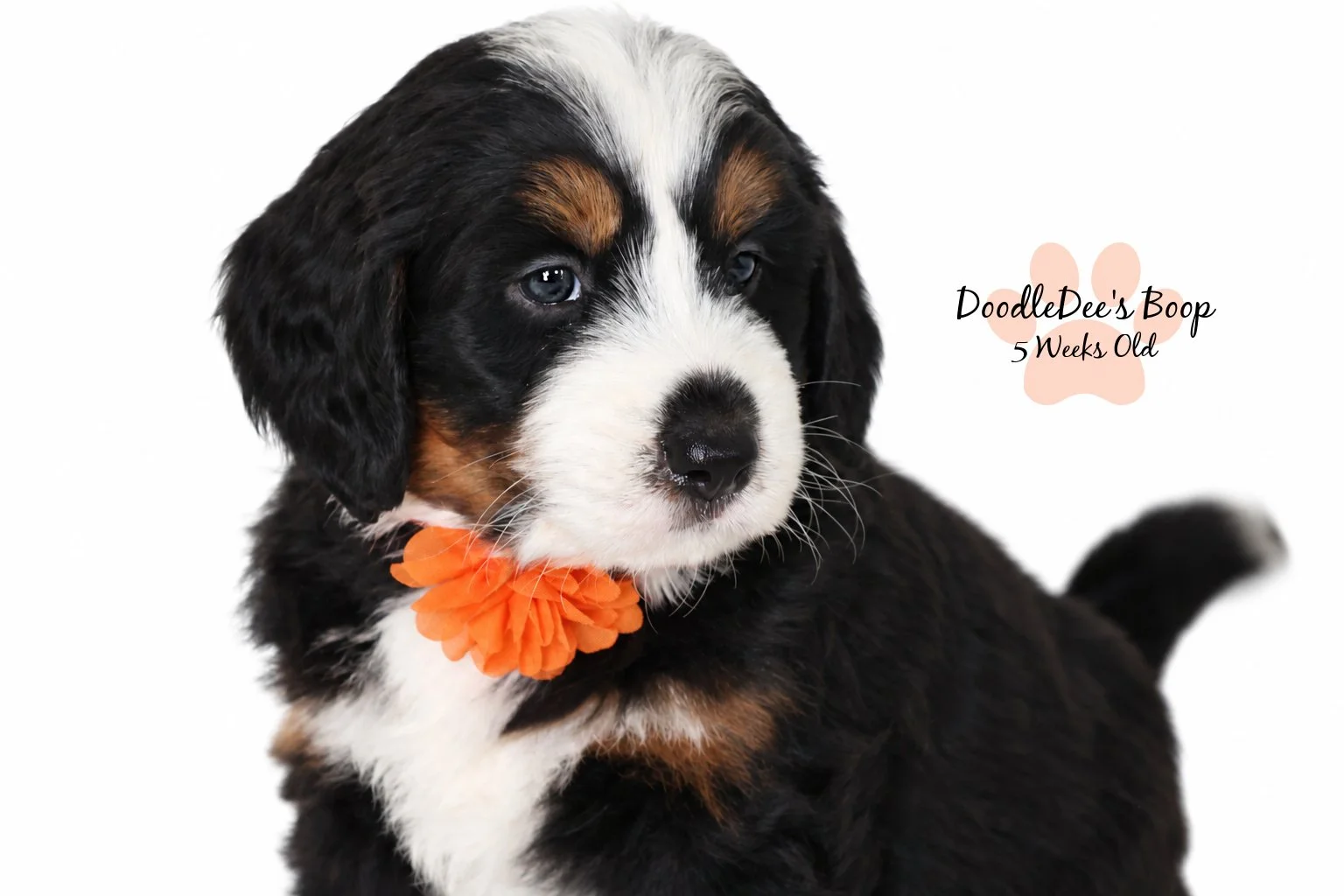 Medium Ultra Bernedoodle | Standard Ultra Bernedoodle 