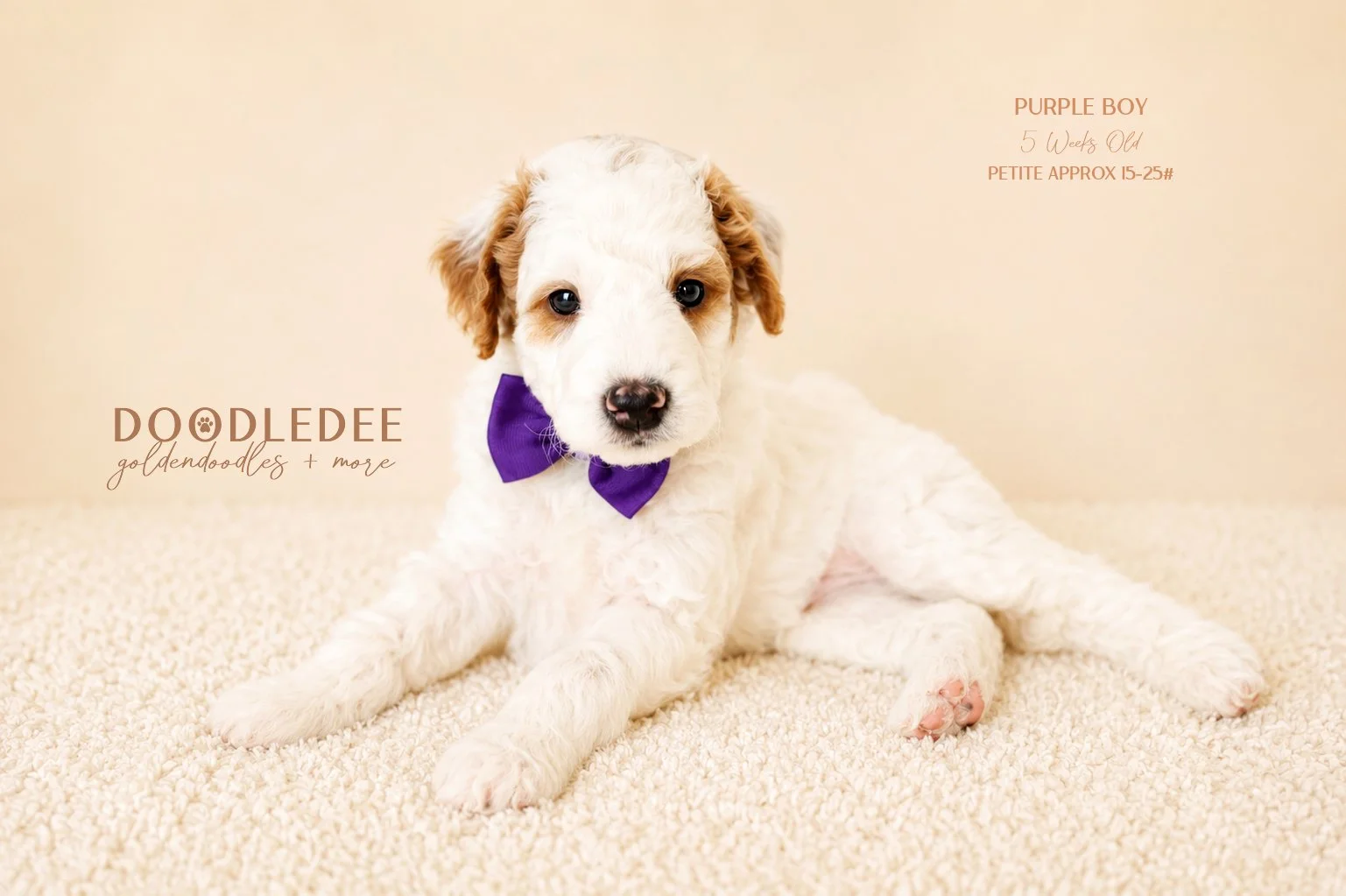 Petite English Goldendoodle AVAILABLE $3,500