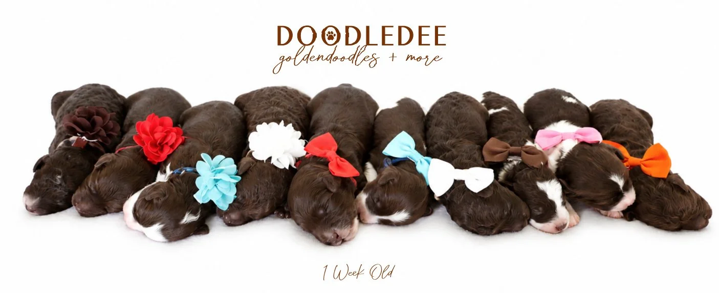 MIni English Goldendoodles