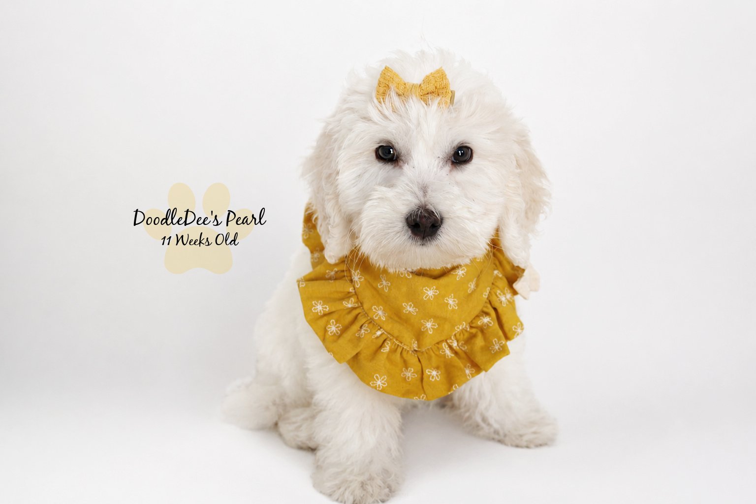 Mini English Cream Goldendoodle
11 Weeks Old 4.4#