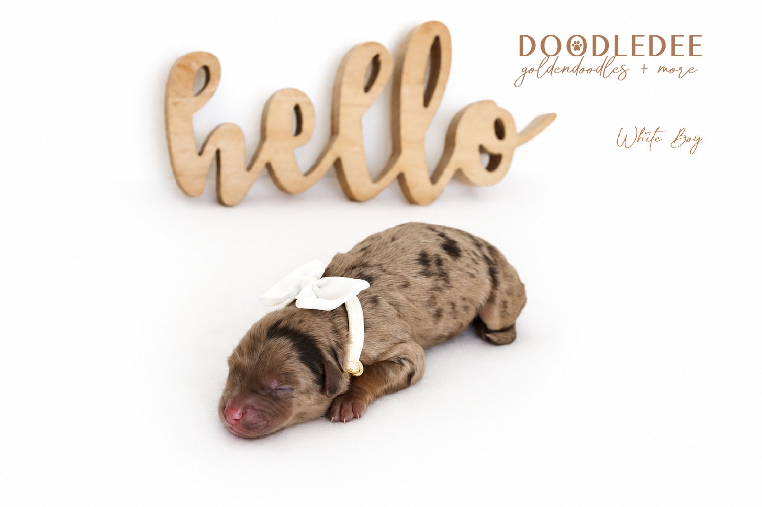 Petite English Goldendoodles