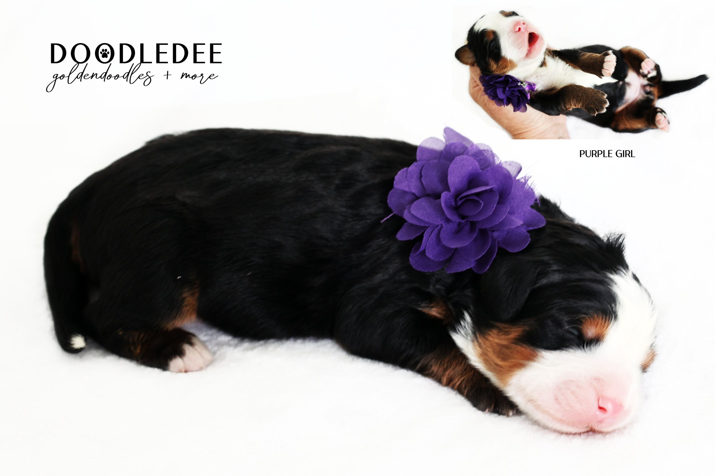 Mini Bernedoodle | Medium Bernedoodle | Standard Bernedoodle
