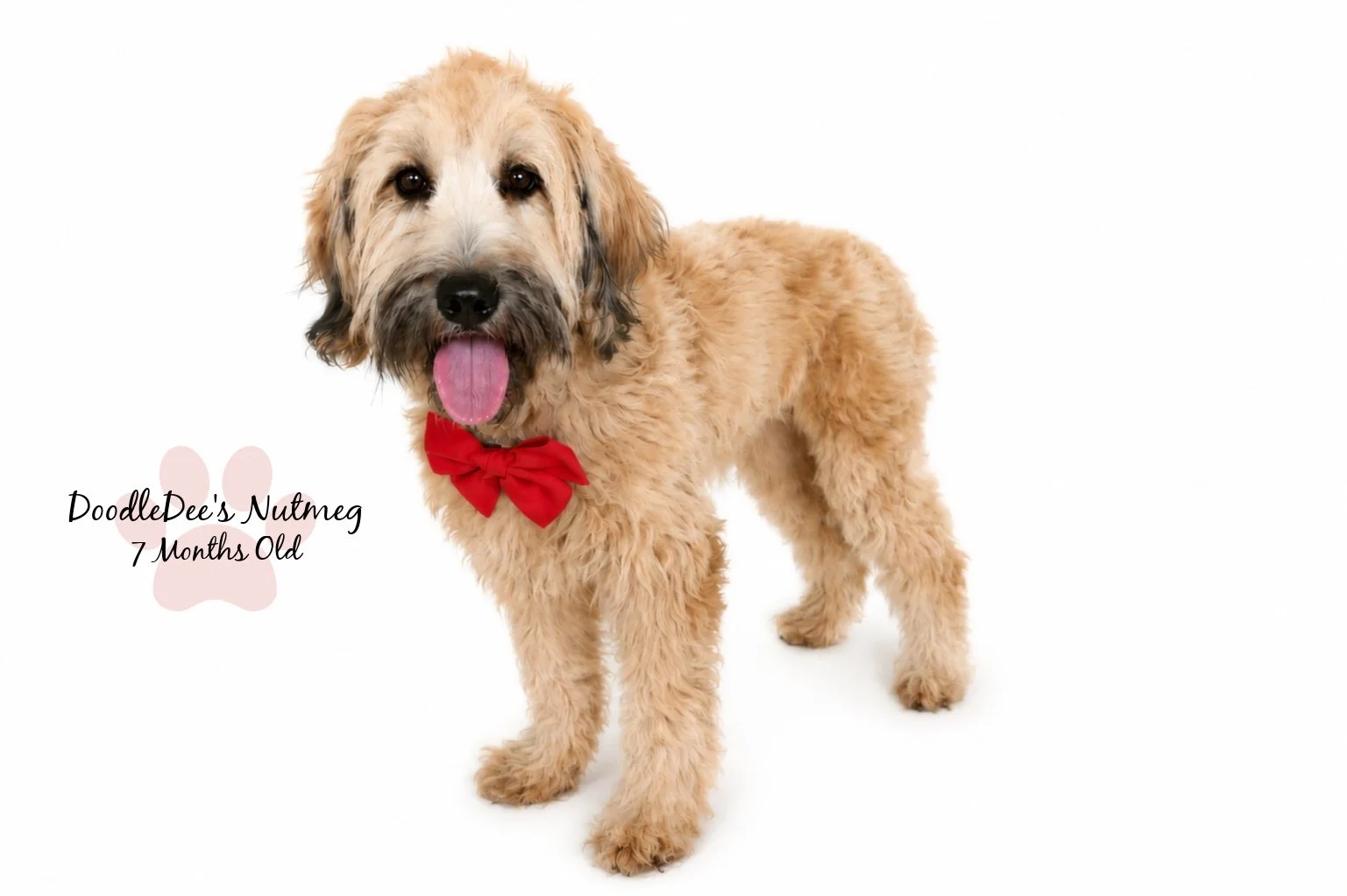 Petite Sable English Goldendoodle 23#