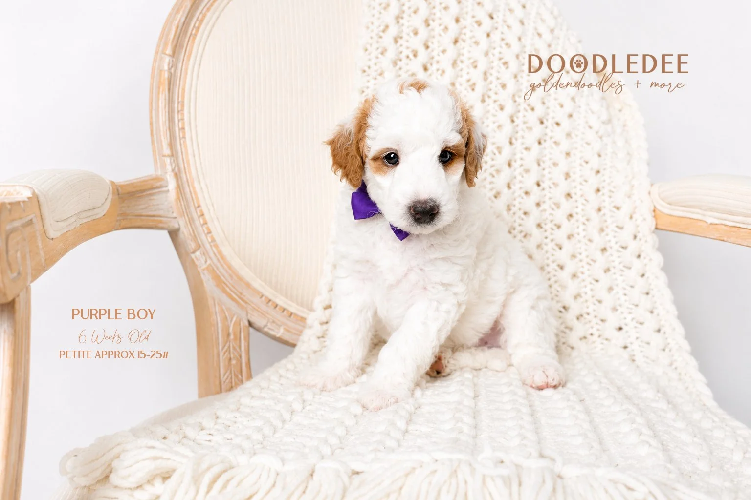 Petite English Goldendoodle AVAILABLE $3,500
