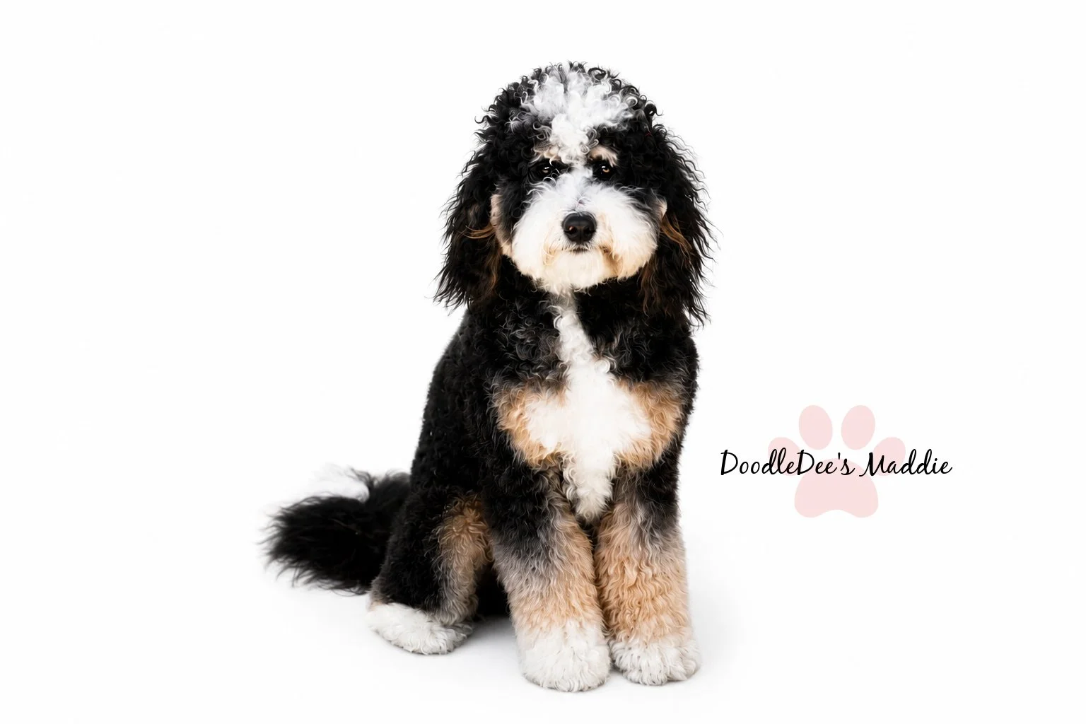 Maddie- Petite Bernedoodle