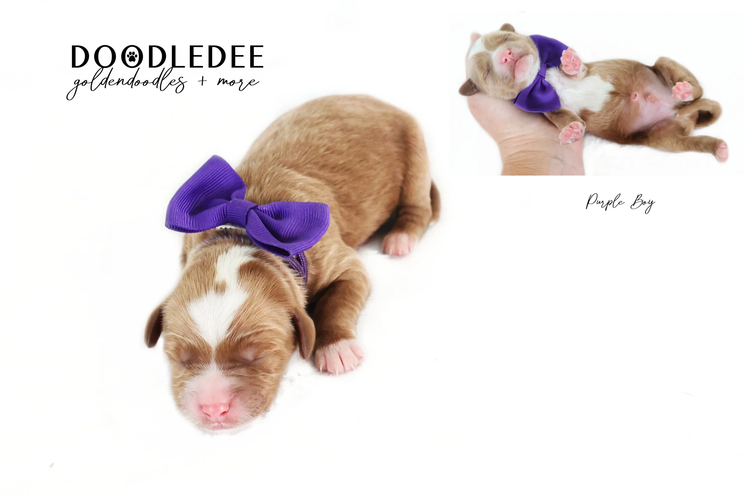 Mini English Goldendoodle