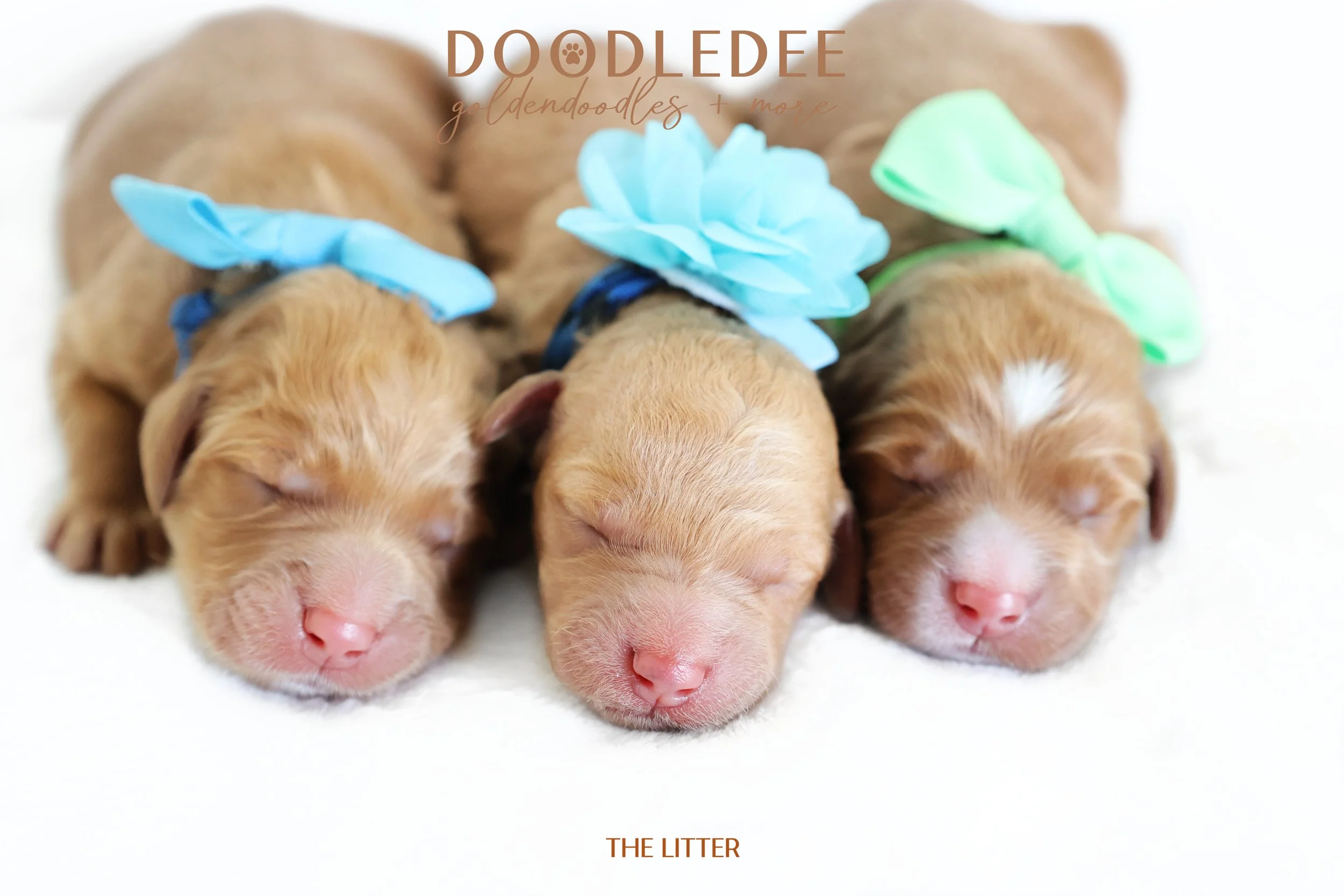 Medium English Goldendoodle | Standard English Goldendoodle
