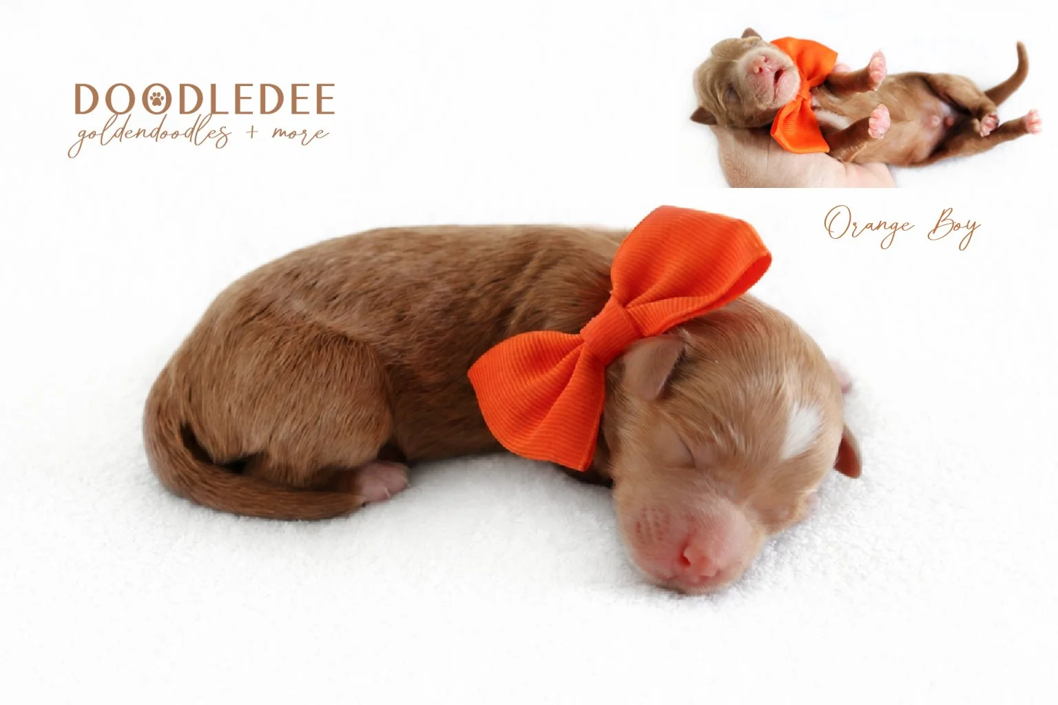Mini English Goldendoodle Puppies | Medium English Goldendoodle Puppies