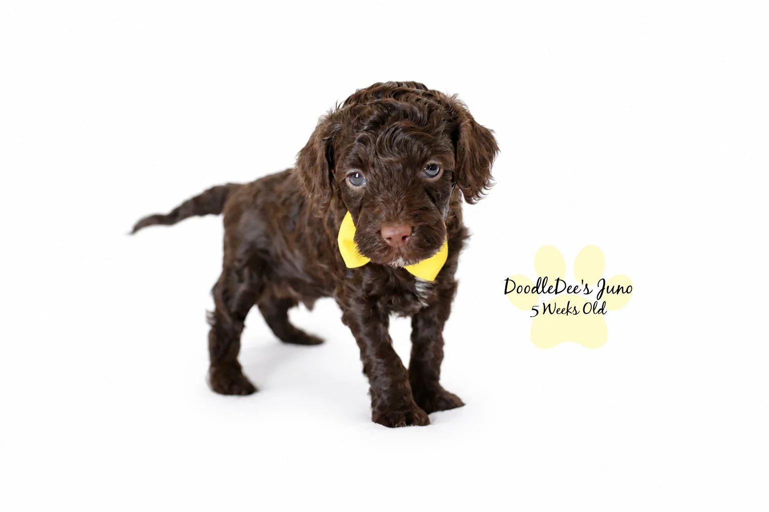 Micro Mini English Goldendoodles BREEDER HOLD